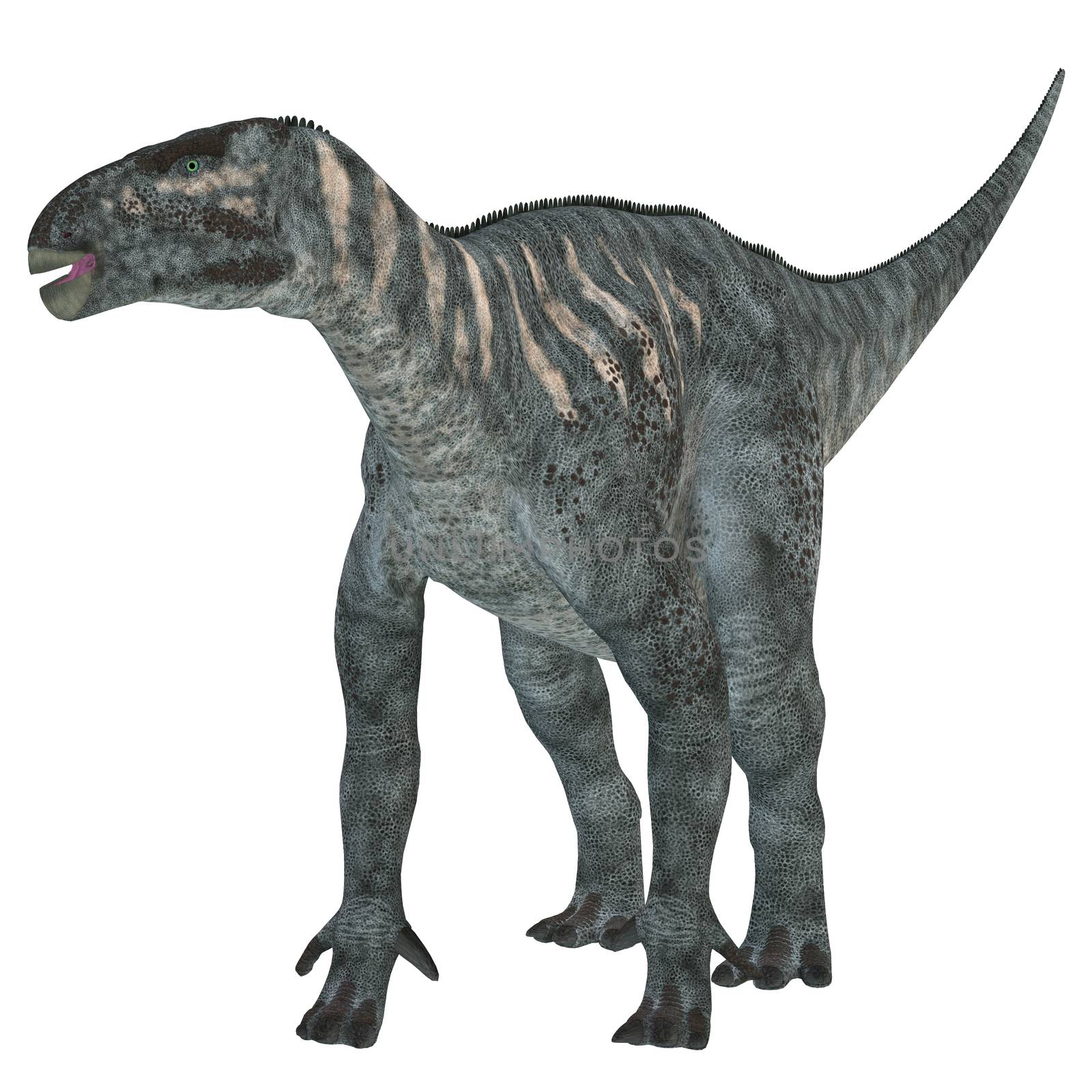 Iguanodon was a herbivorous dinosaur that lived in Europe during the Cretaceous Period.