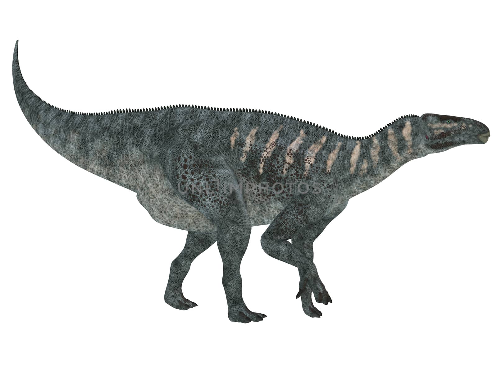 Iguanodon Side Profile by Catmando