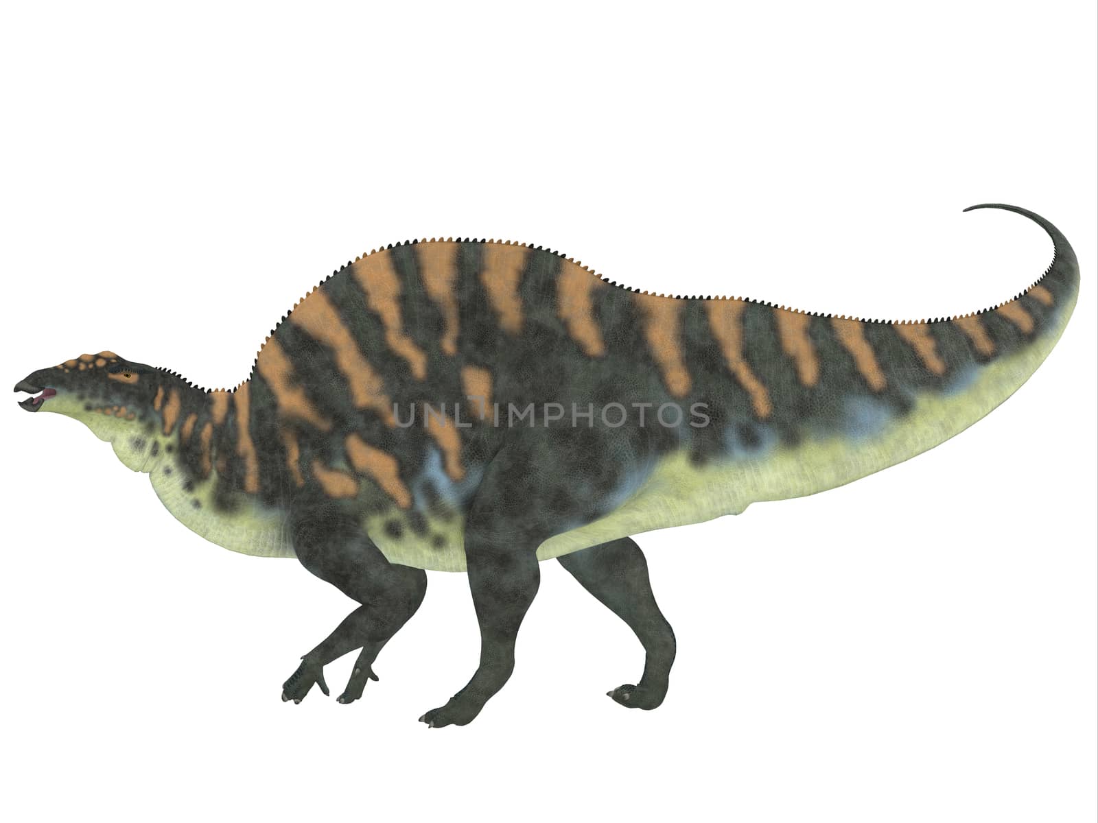 Ouranosaurus was a herbivorous hadrosaur dinosaur that lived during the Cretaceous Period of Africa.