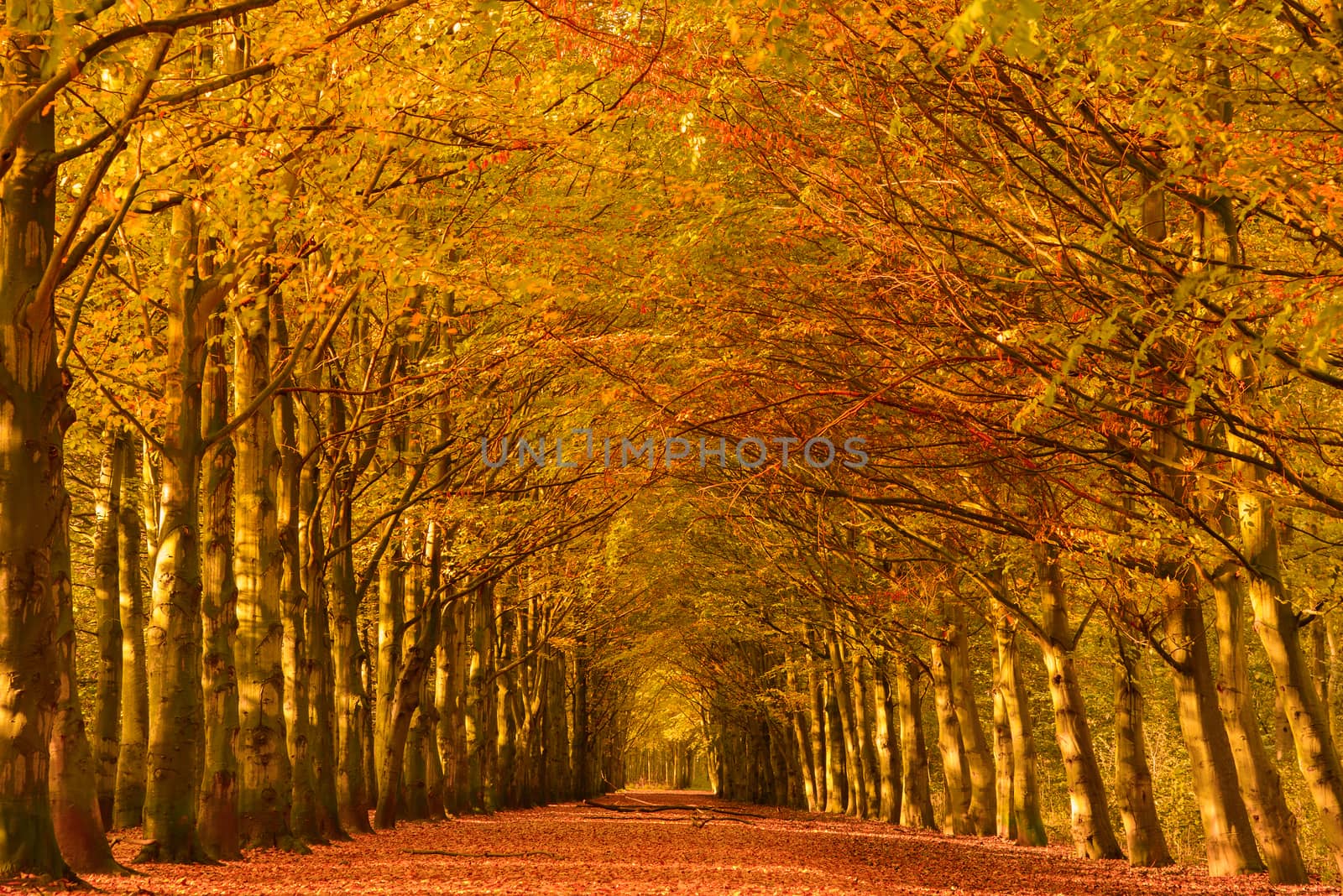 Lane through the beech trees in a forest in autumn colors with fallen leaves on the ground.