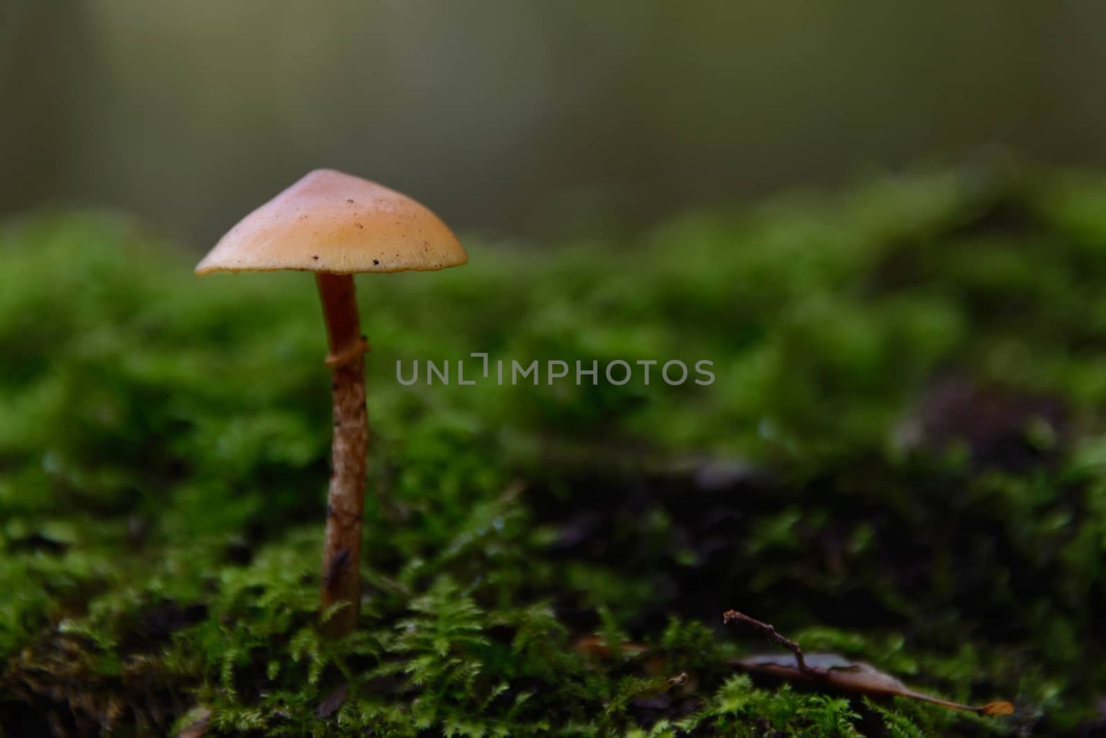 Autumn scene with a lonely mushroom and moss in a forest.