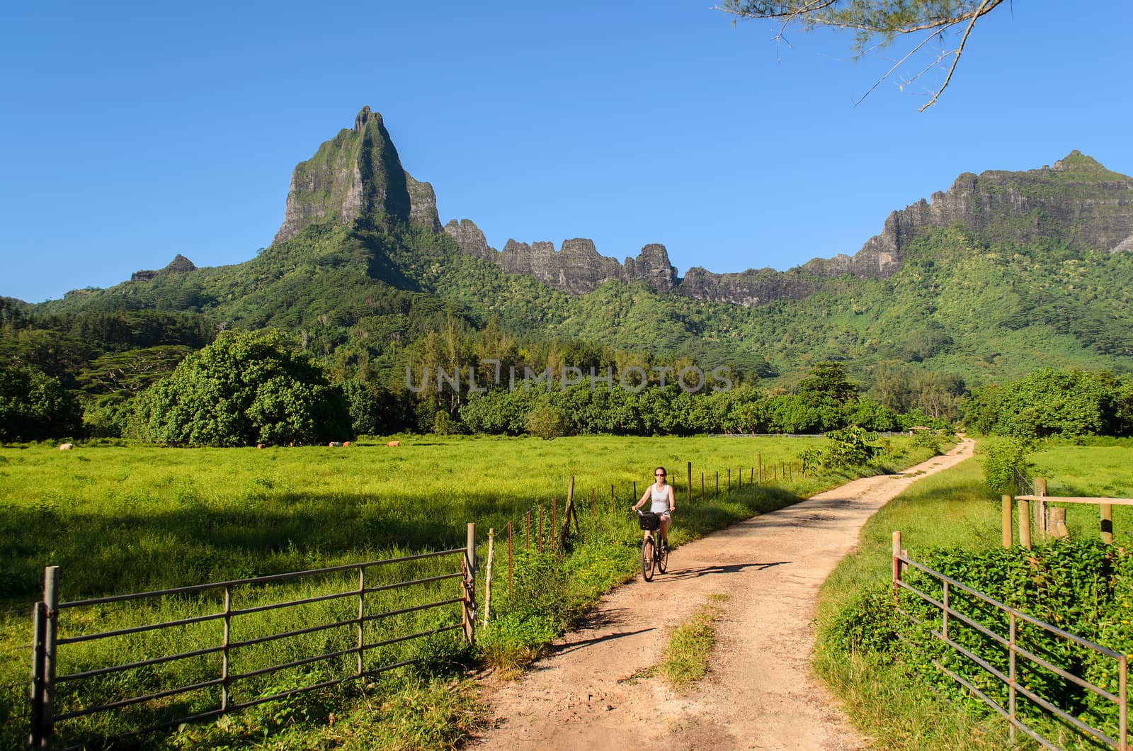 Female tourist cycling on a dirt road with Rotui mountain in the background on the tropical island of Moorea, near Tahiti, in French Polynesia.