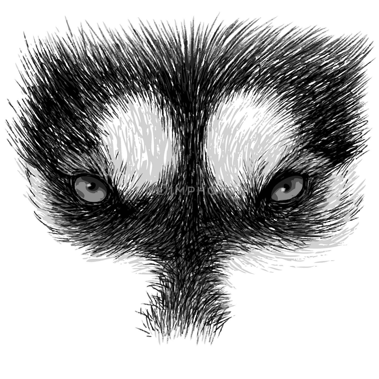 The eyes of Siberian Husky stare at you,  hand drawn isolated on white background
