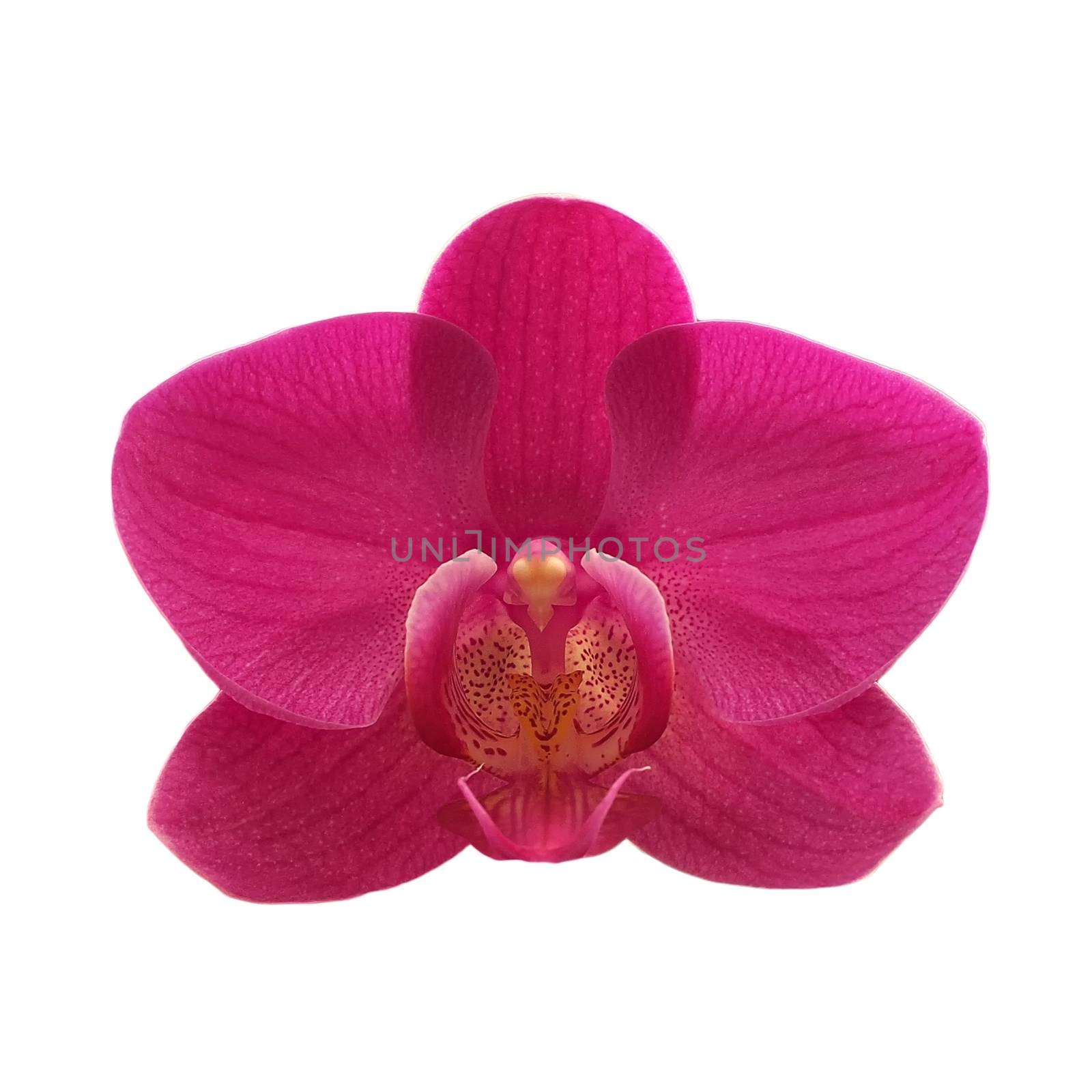 exotic color orchid flower by leisuretime70