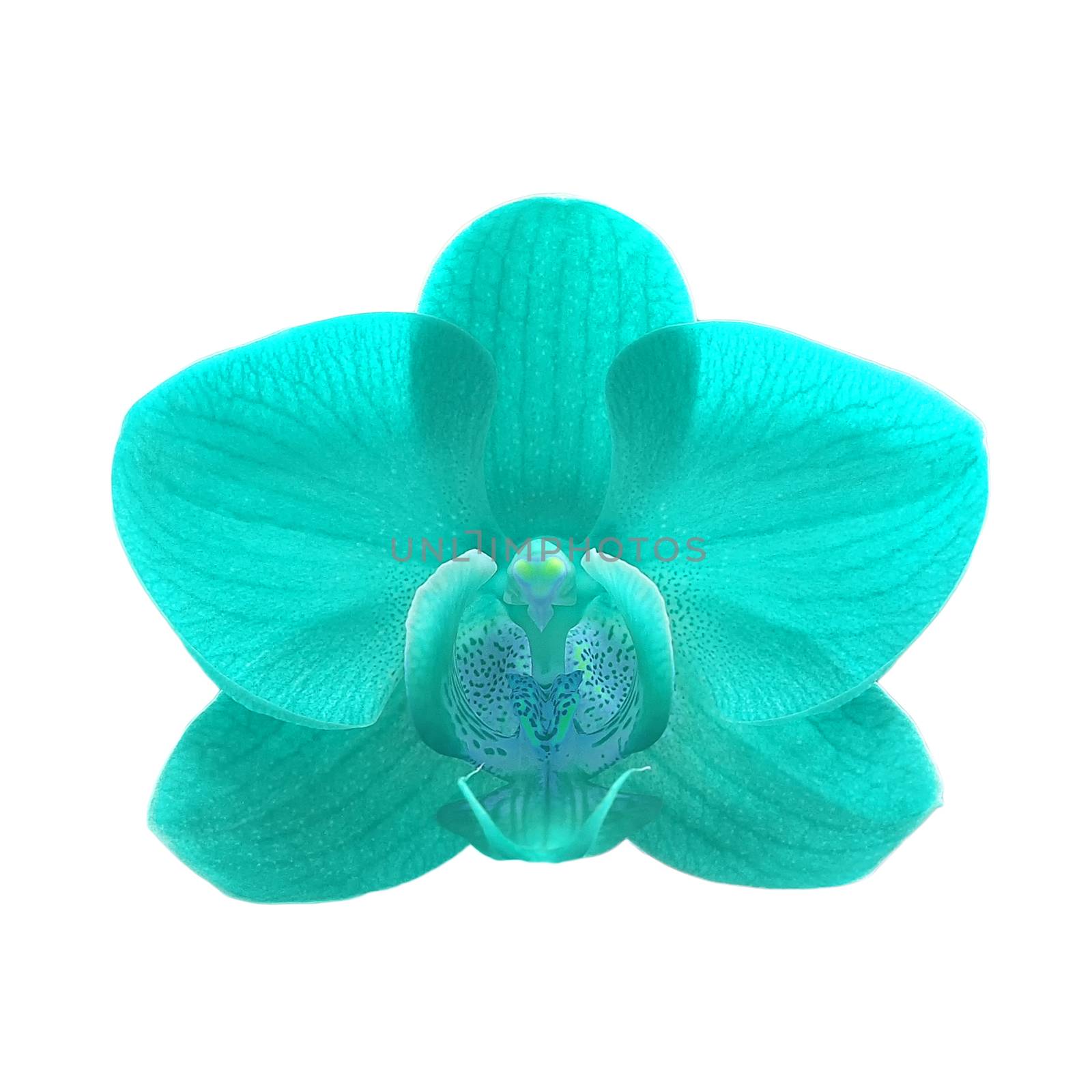 exotic blue color orchid flower isolated on white background 