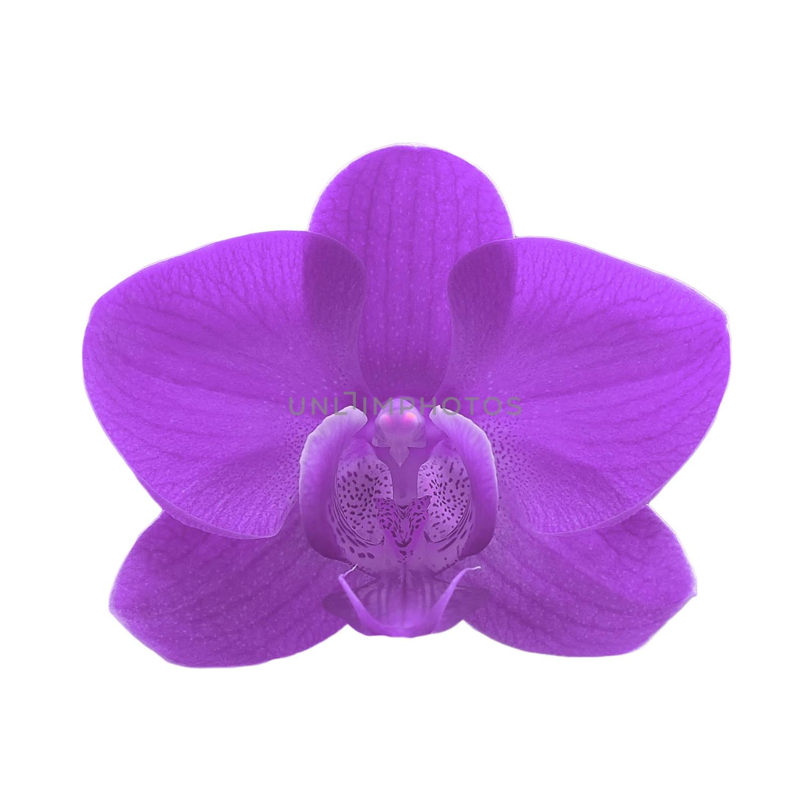 exotic purple color orchid flower isolated on white background 