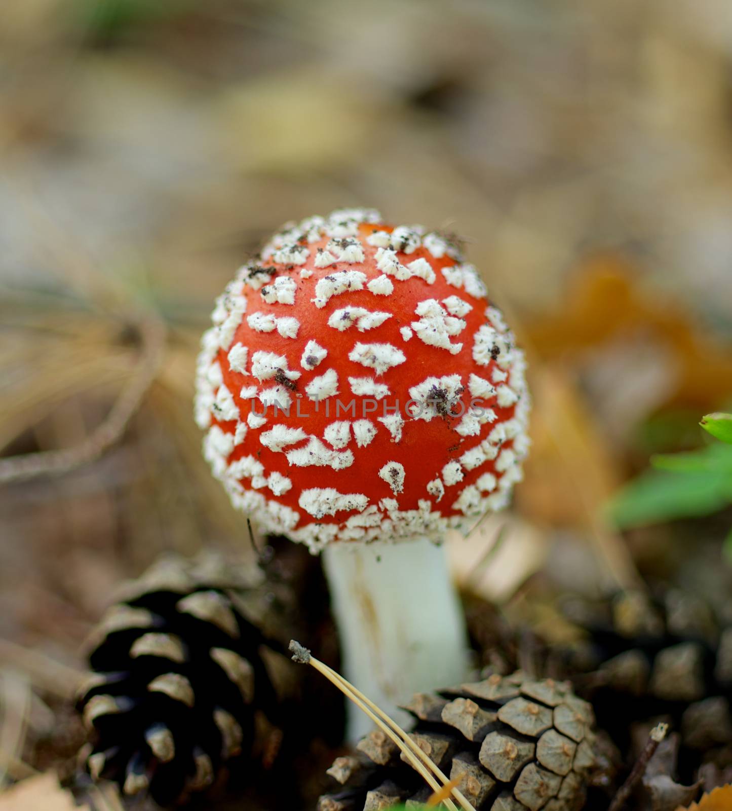 Perfect Raw Fly Agaric Mushroom into Fir Cones and Stems on Blurred Nature Environment background. Focus on Mushroom Cap