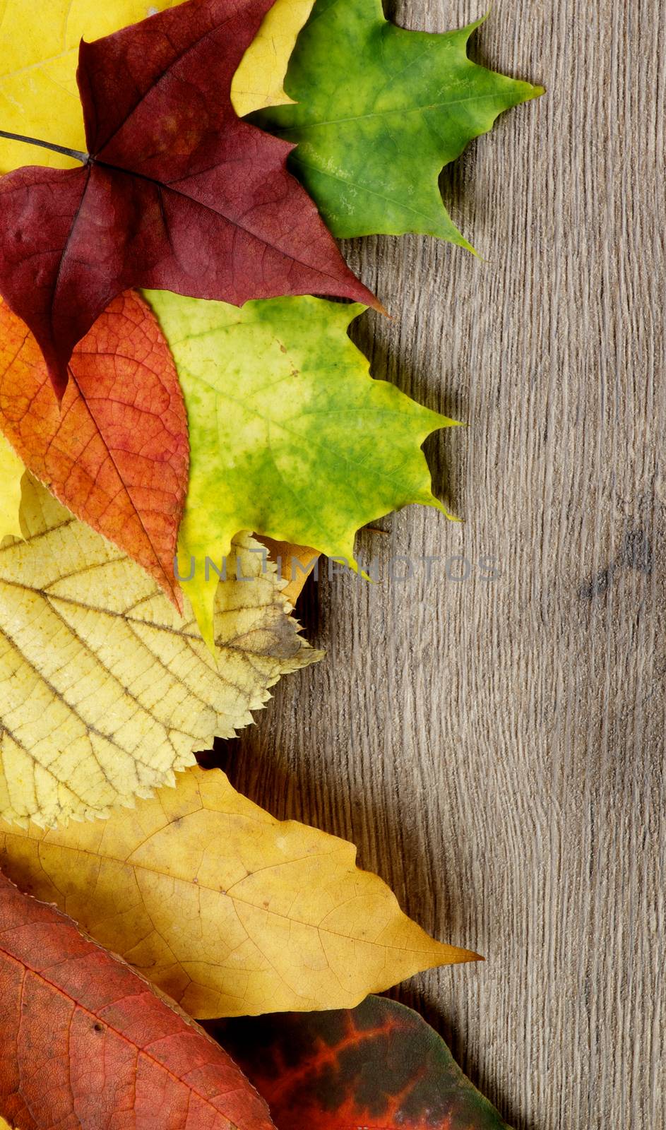 Vertical Frame of Various Colorful Autumn Maple and Aspen Leafs closeup on Textured Wooden background