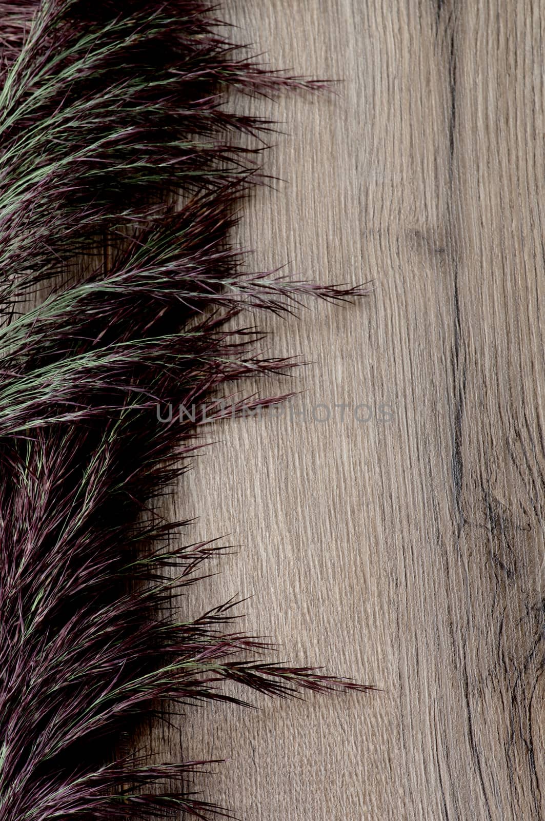 Dried Grass Panicles as Frame on Textured Wooden background