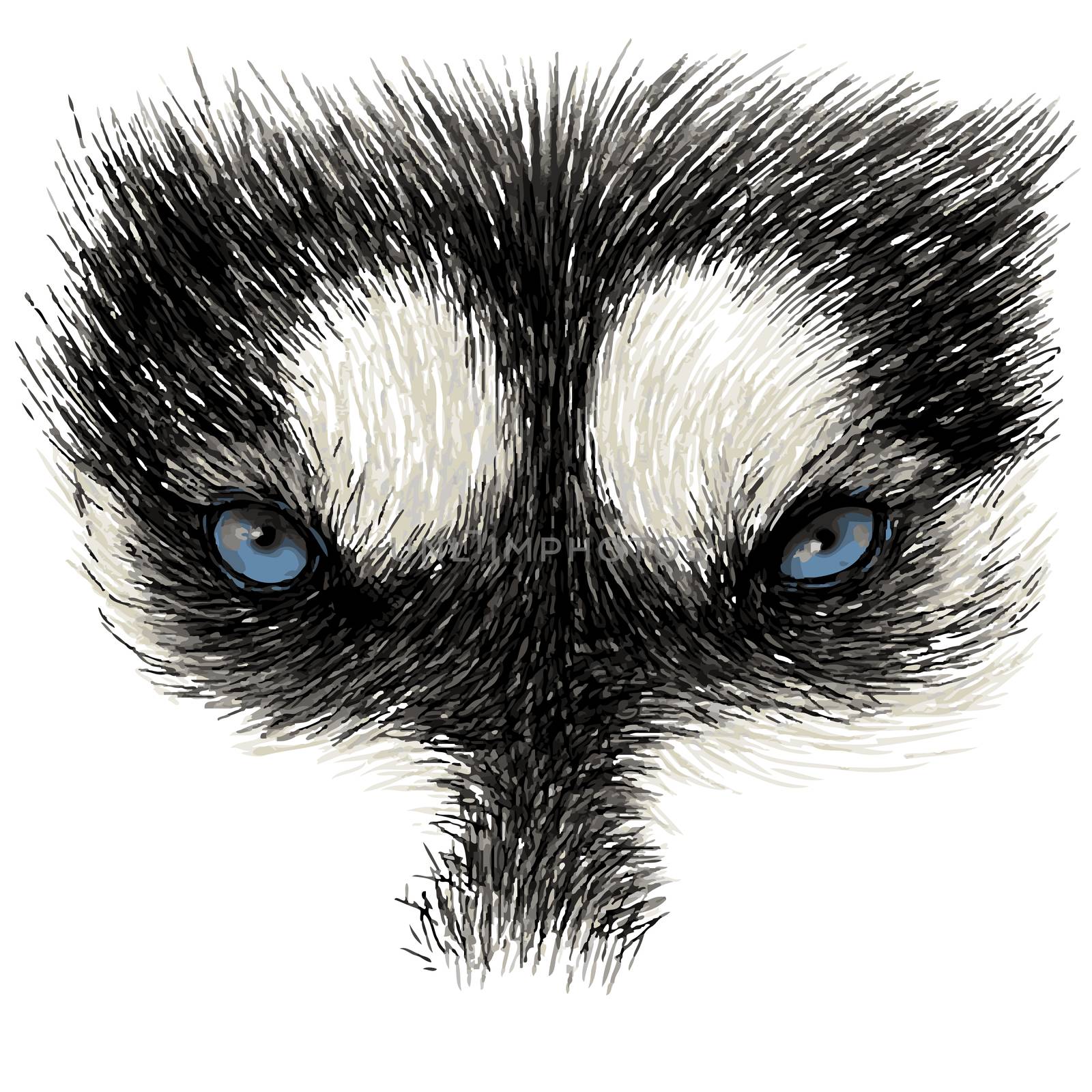 The eyes of Siberian Husky by simpleBE