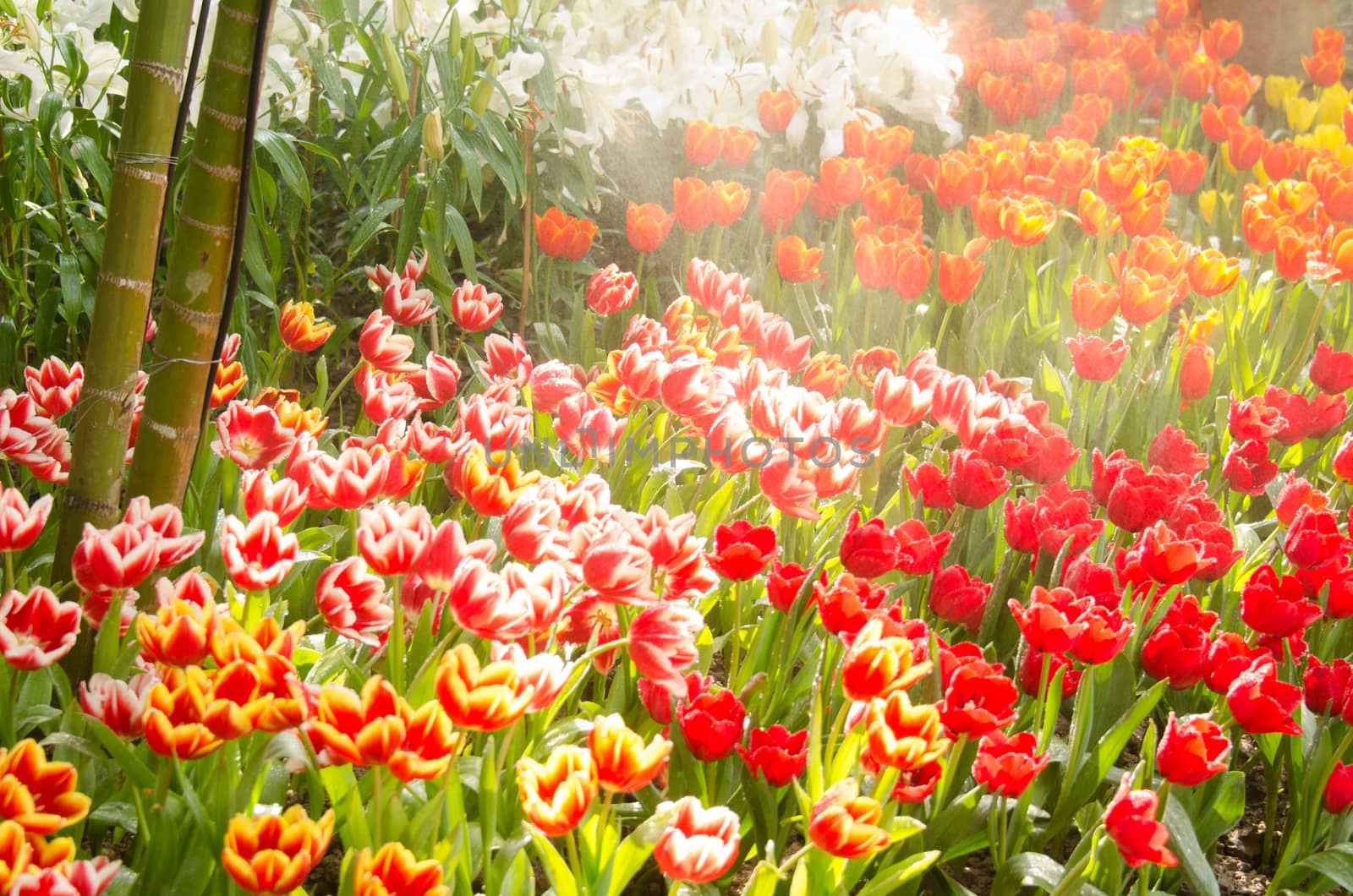 colourful Tulips or garden