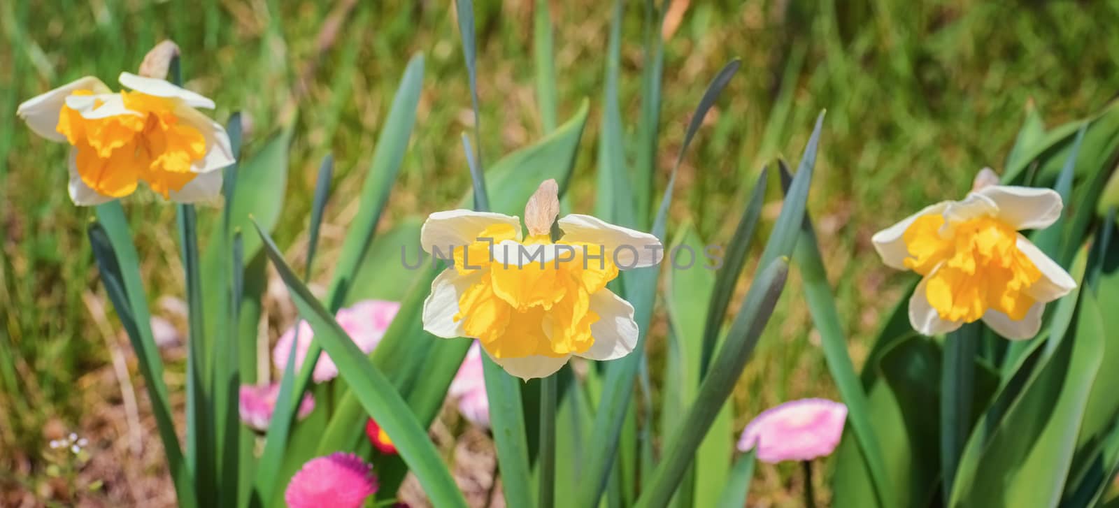 Narcissus Flowers among the Grass