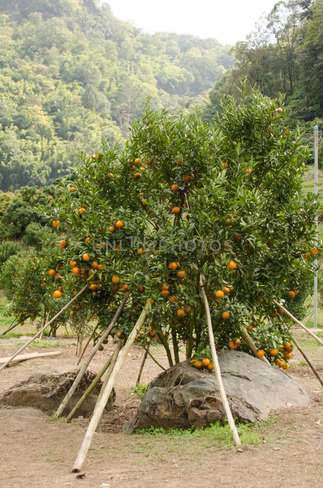 orange tree and fruit