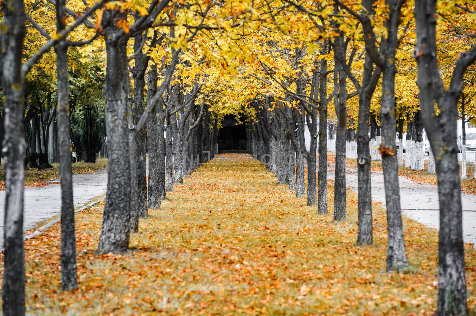 Autumn park alley with yellow leaves on trees