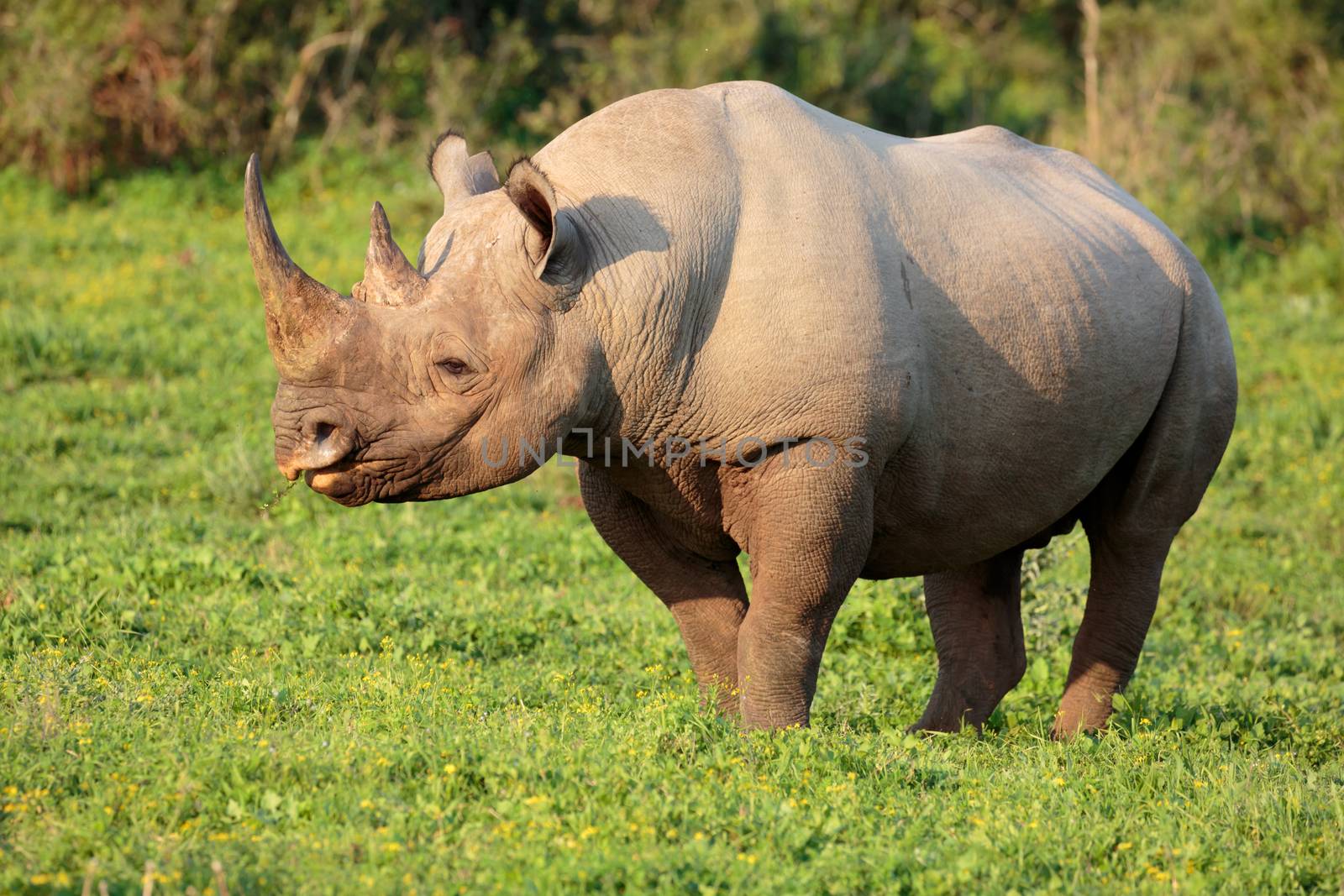 Black Rhino by fouroaks