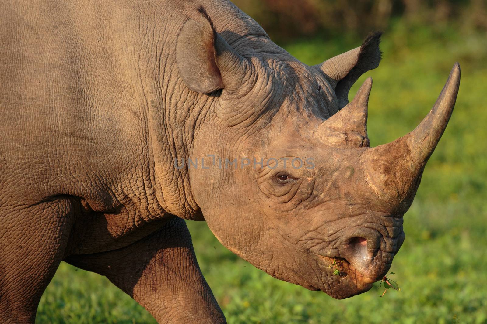 Black Rhino by fouroaks