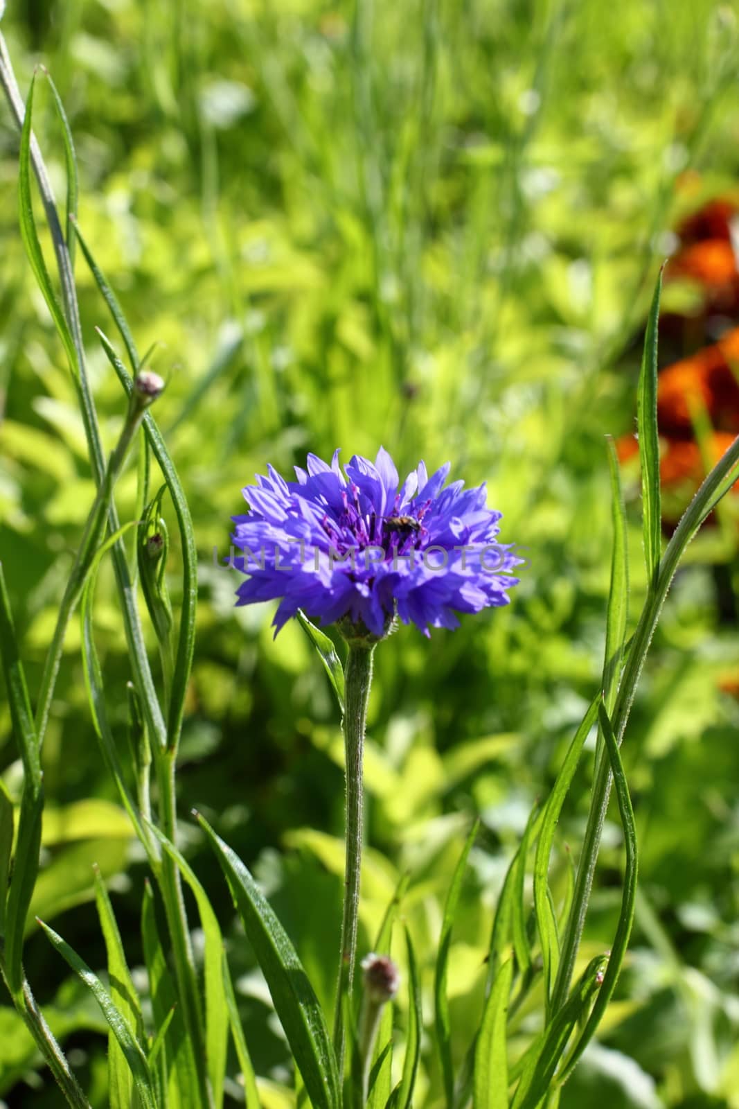 Blue cornflower in garden by Metanna