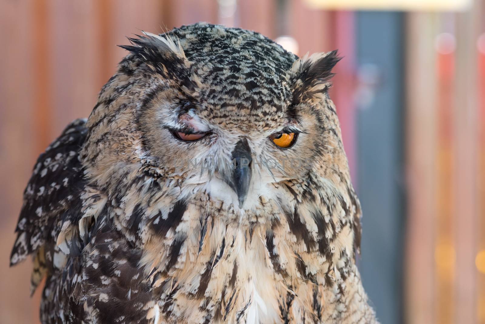 A close up shot of an owl that looks drunk or skeepy with one eye slightly closed.