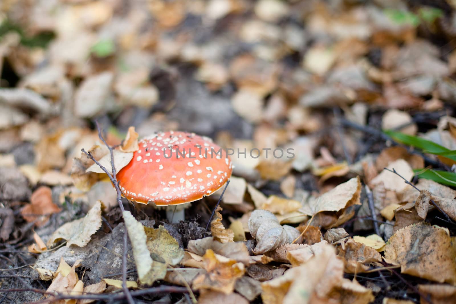 Red fly-agaric in a autumn forest
