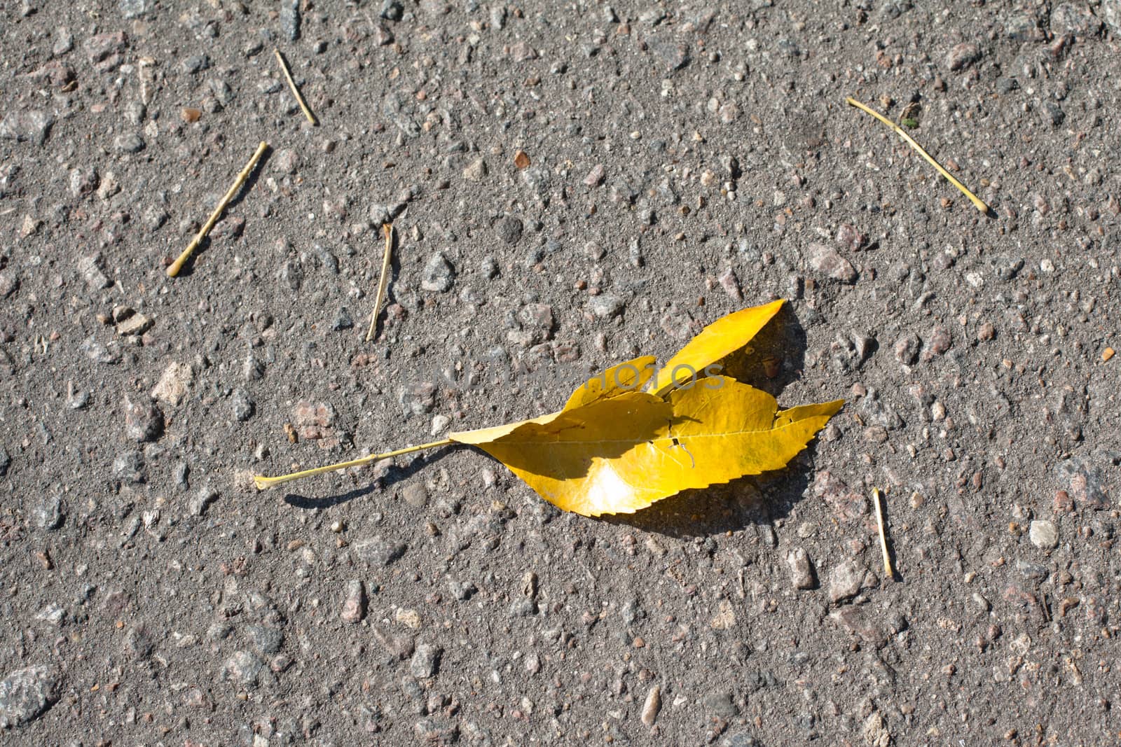 Yellow leaf on a grey background
