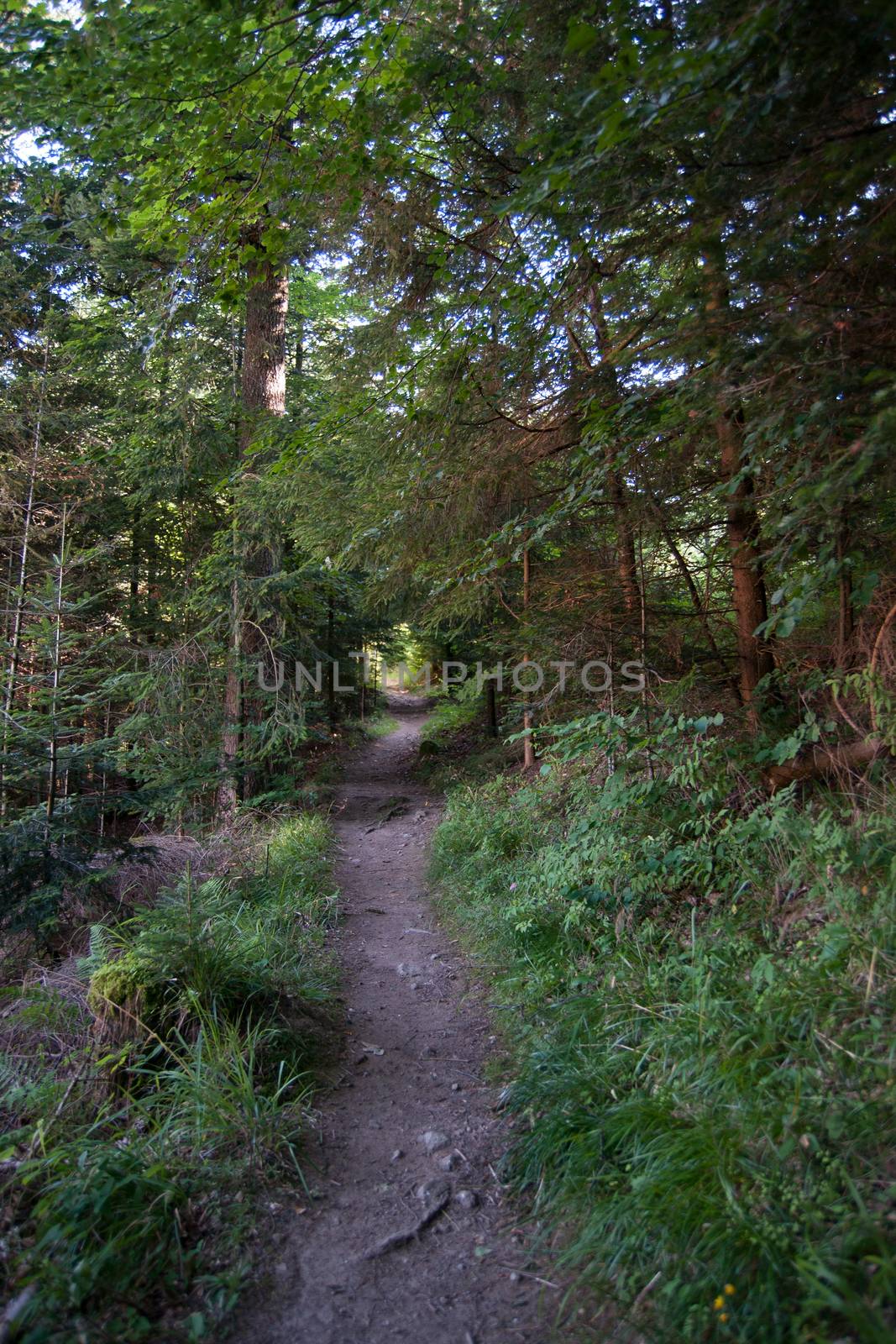 Nature and forest in europe france vacation hiking