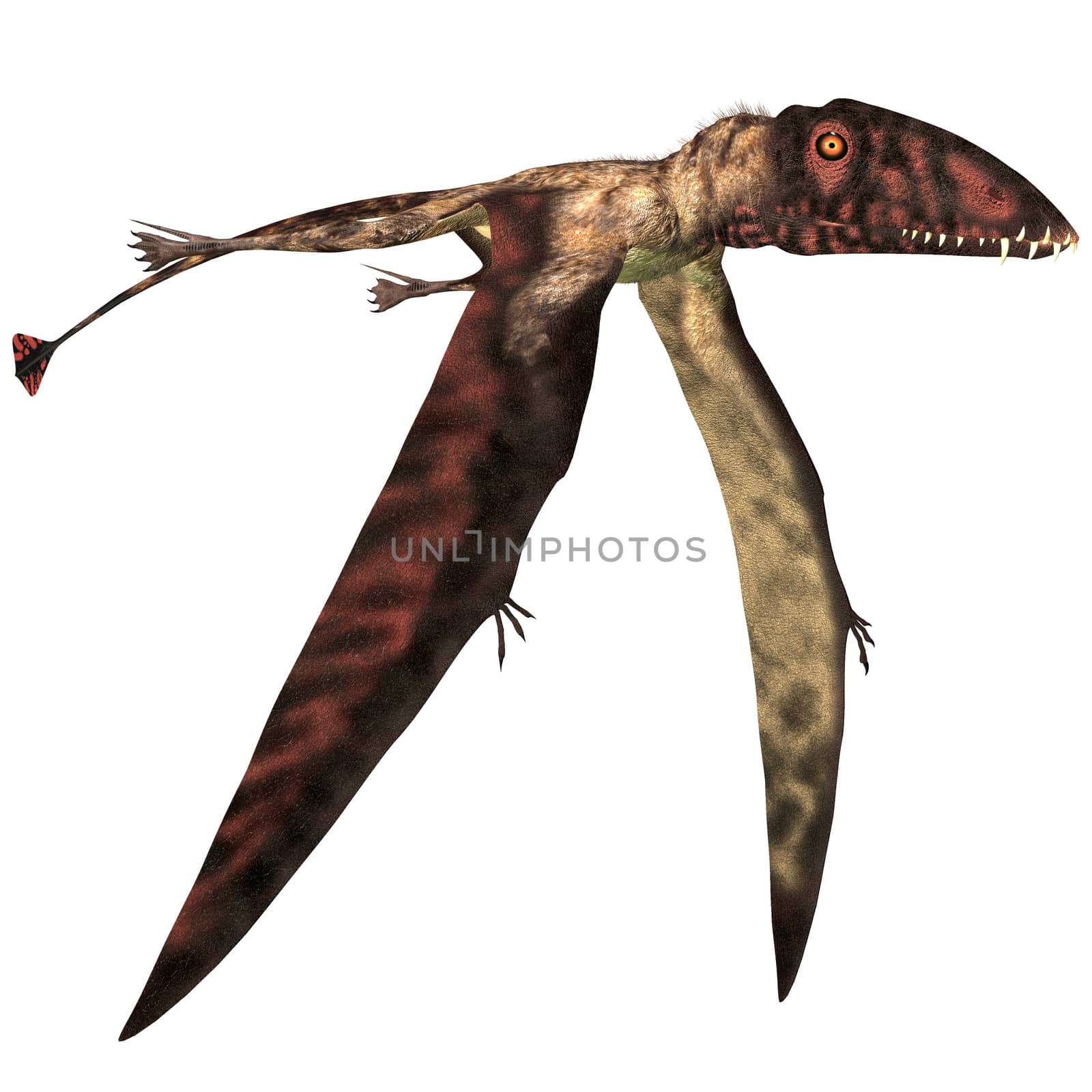 Dimorphodon was a carnivorous Pterosaur that lived in England during the Jurassic Period.