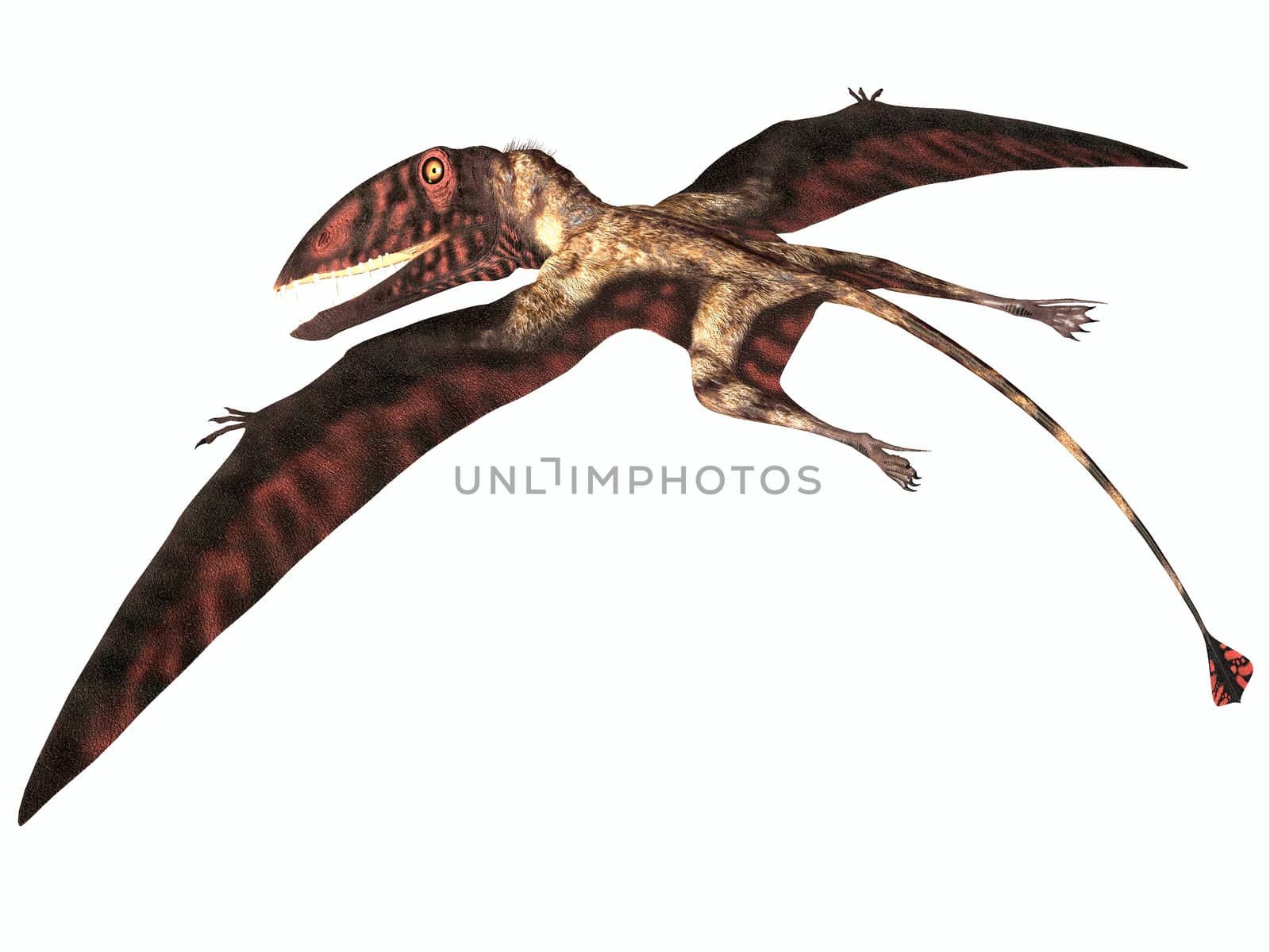 Dimorphodon was a carnivorous Pterosaur that lived in England during the Jurassic Period.