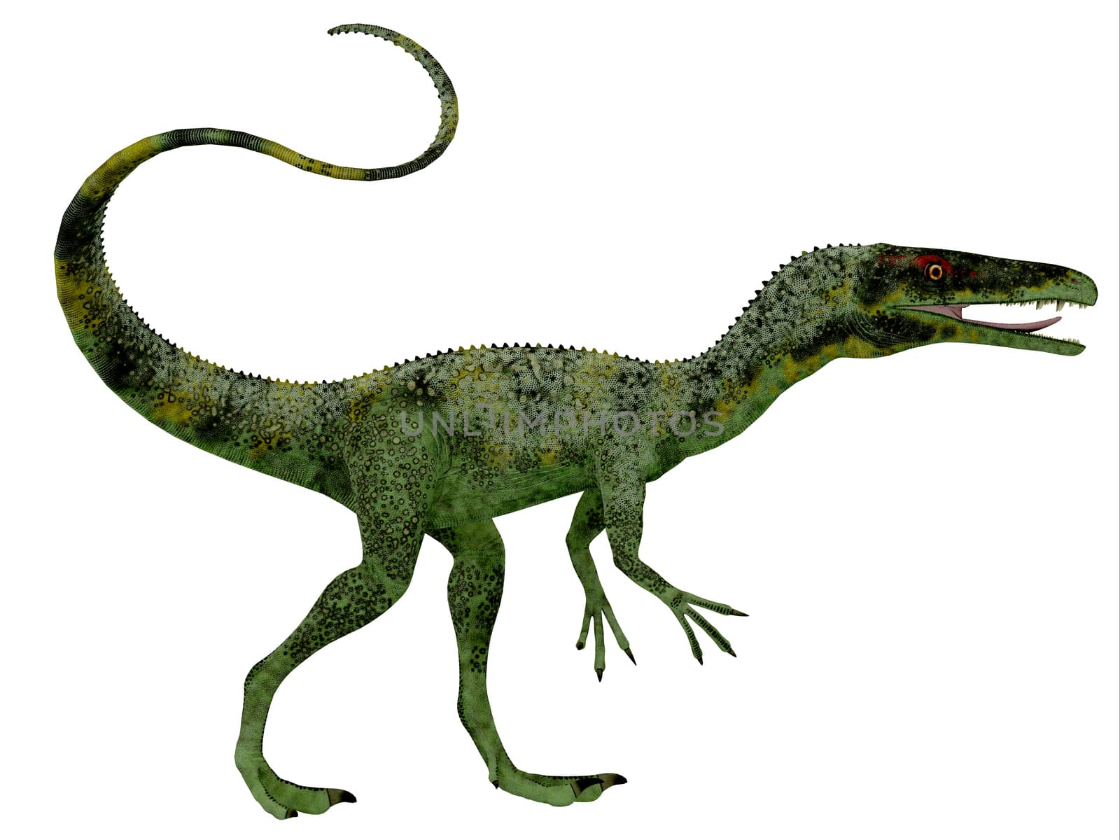 Juravenator was a small carnivorous dinosaur that lived in Germany during the Jurassic Period.