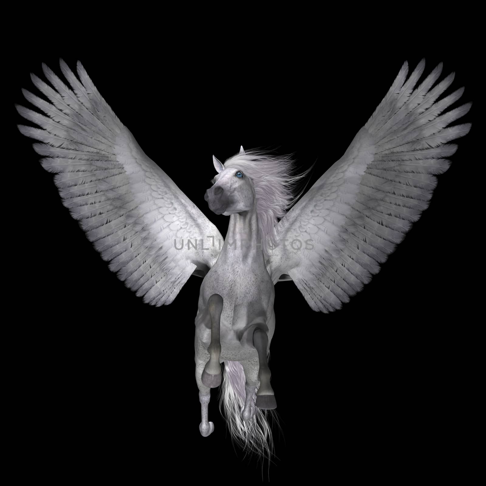White Pegasus on Black by Catmando