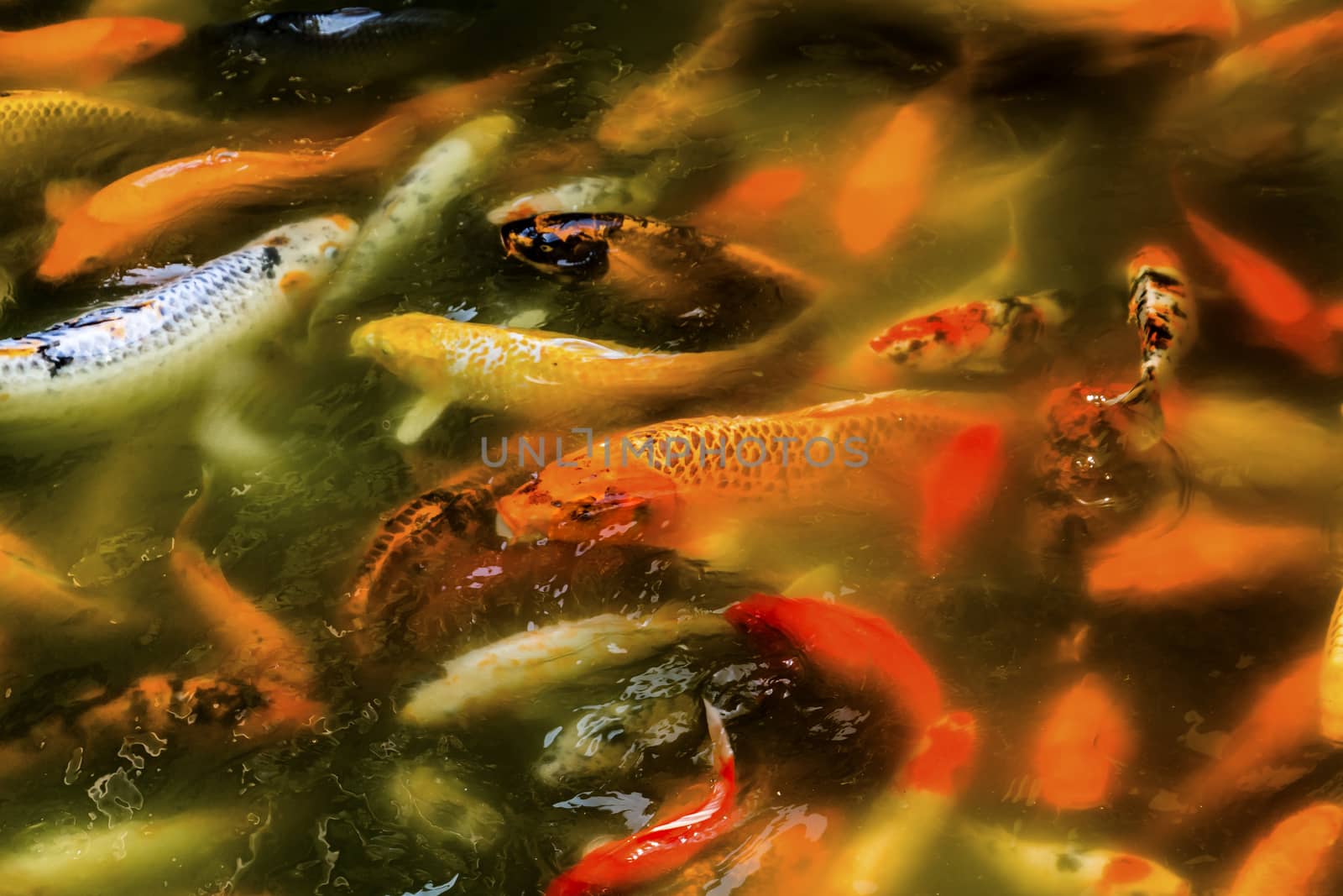 Chinese Colorful Orange Carp Koi Goldfish Yuyuan Garden Shanghai China