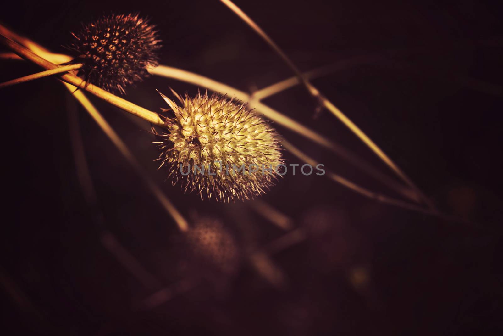 Dry flower elements with vintage filter effect, nature background.