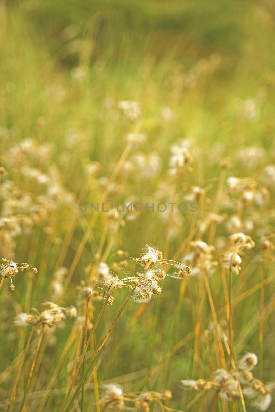 Sunny day in the countryside, closeup of green grass and wild flowers with vintage filter effect and blur background.