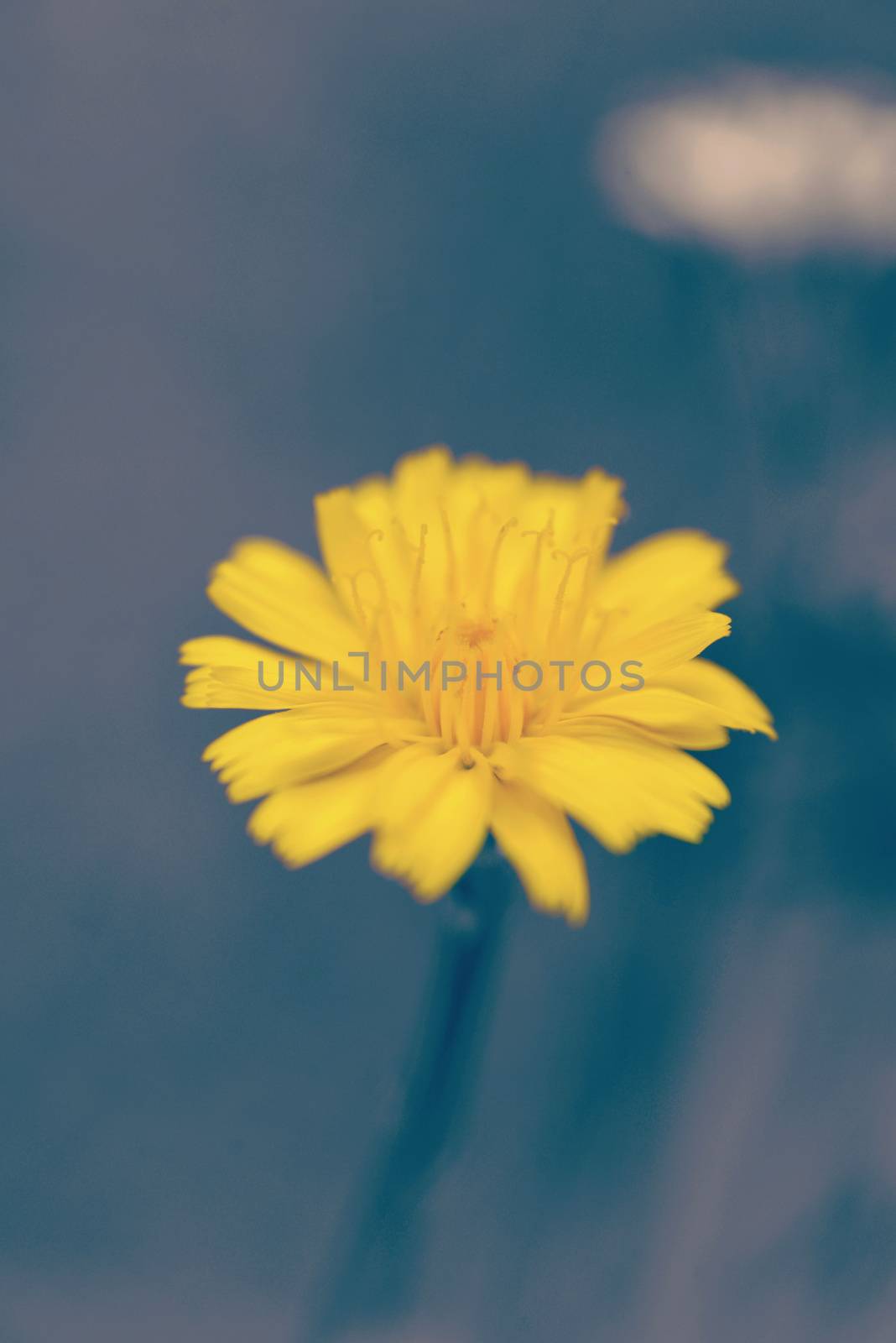Bright yellow flower on blur background with vintage filter effect. 