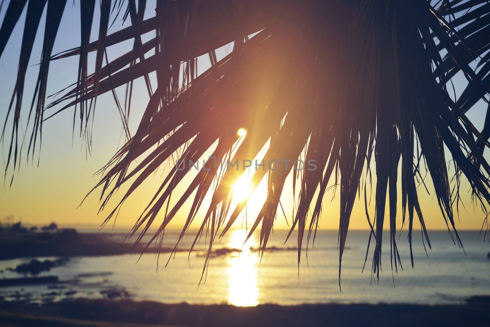 Summer beach sunset palm tree vintage background by cienpies