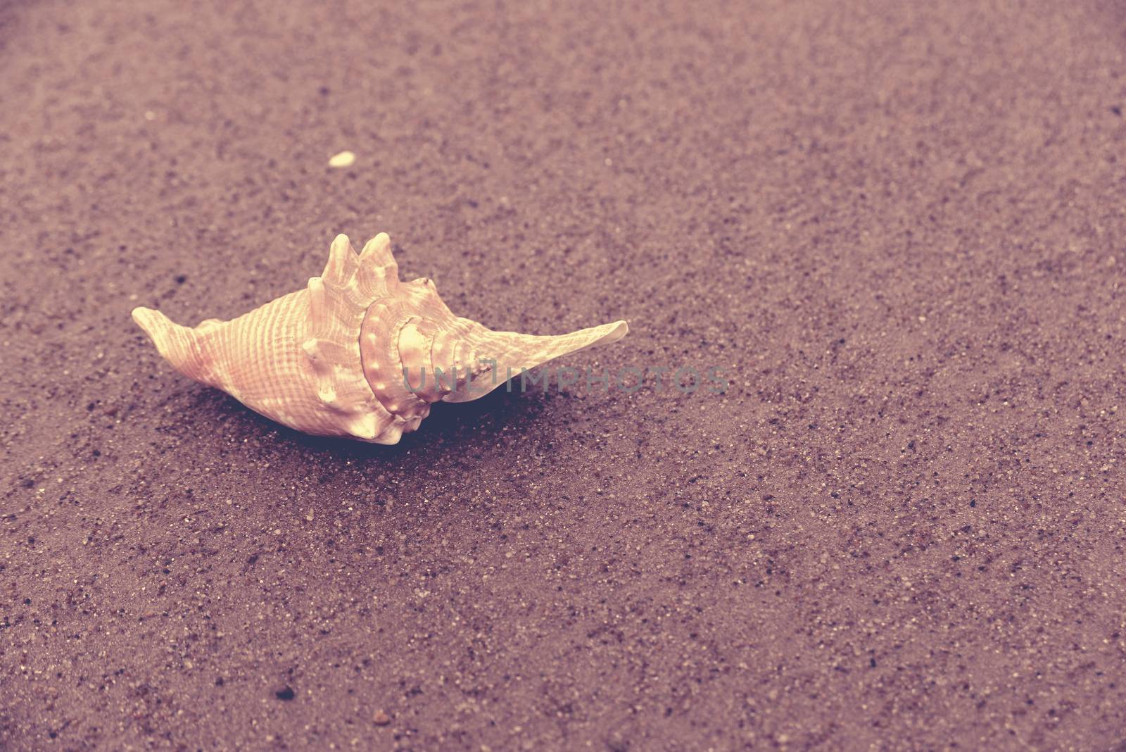 Seashell on wet sand closeup, vintage style filter effect.