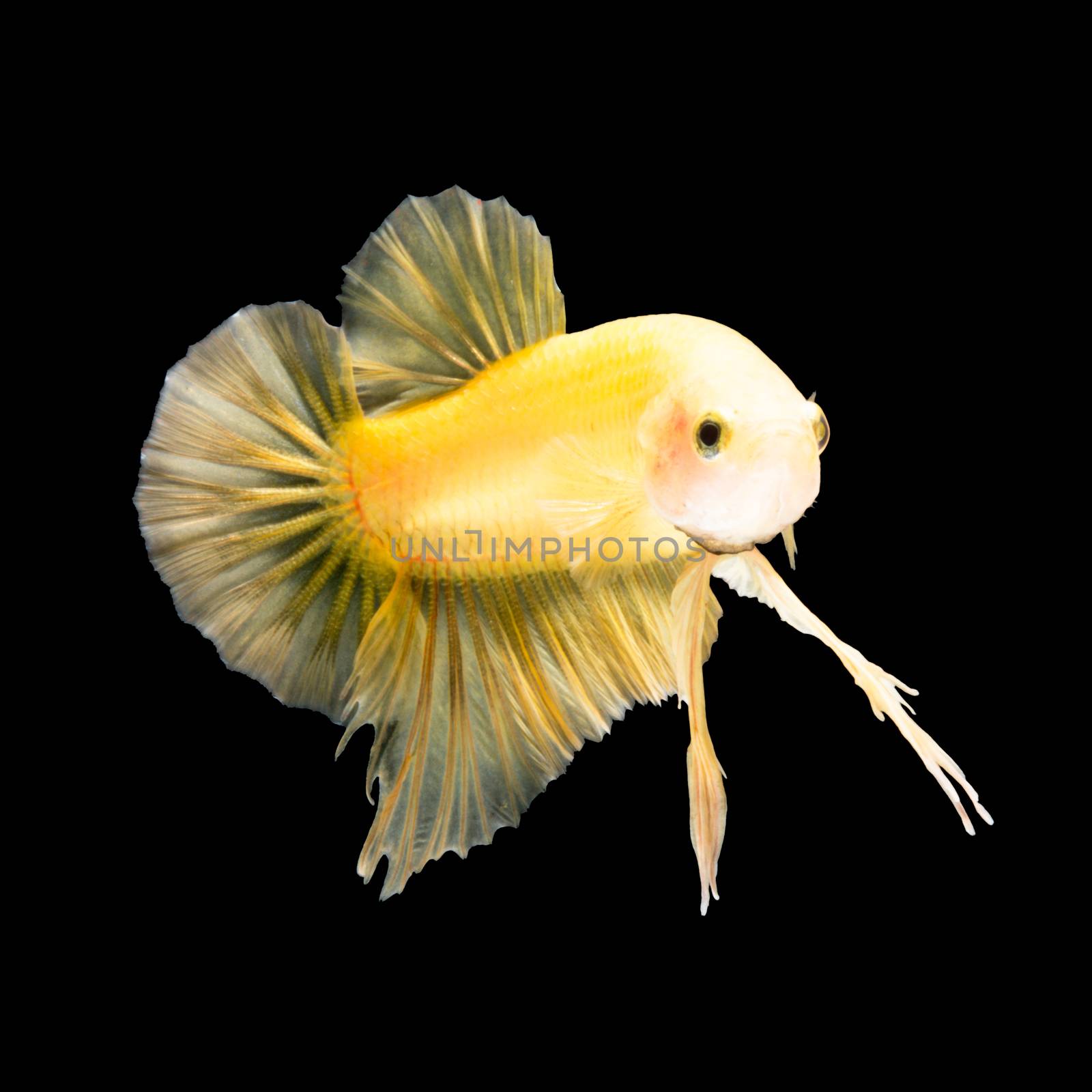 Yellow siamese fighting fish, betta fish, half moon plakat tail profile, on black background