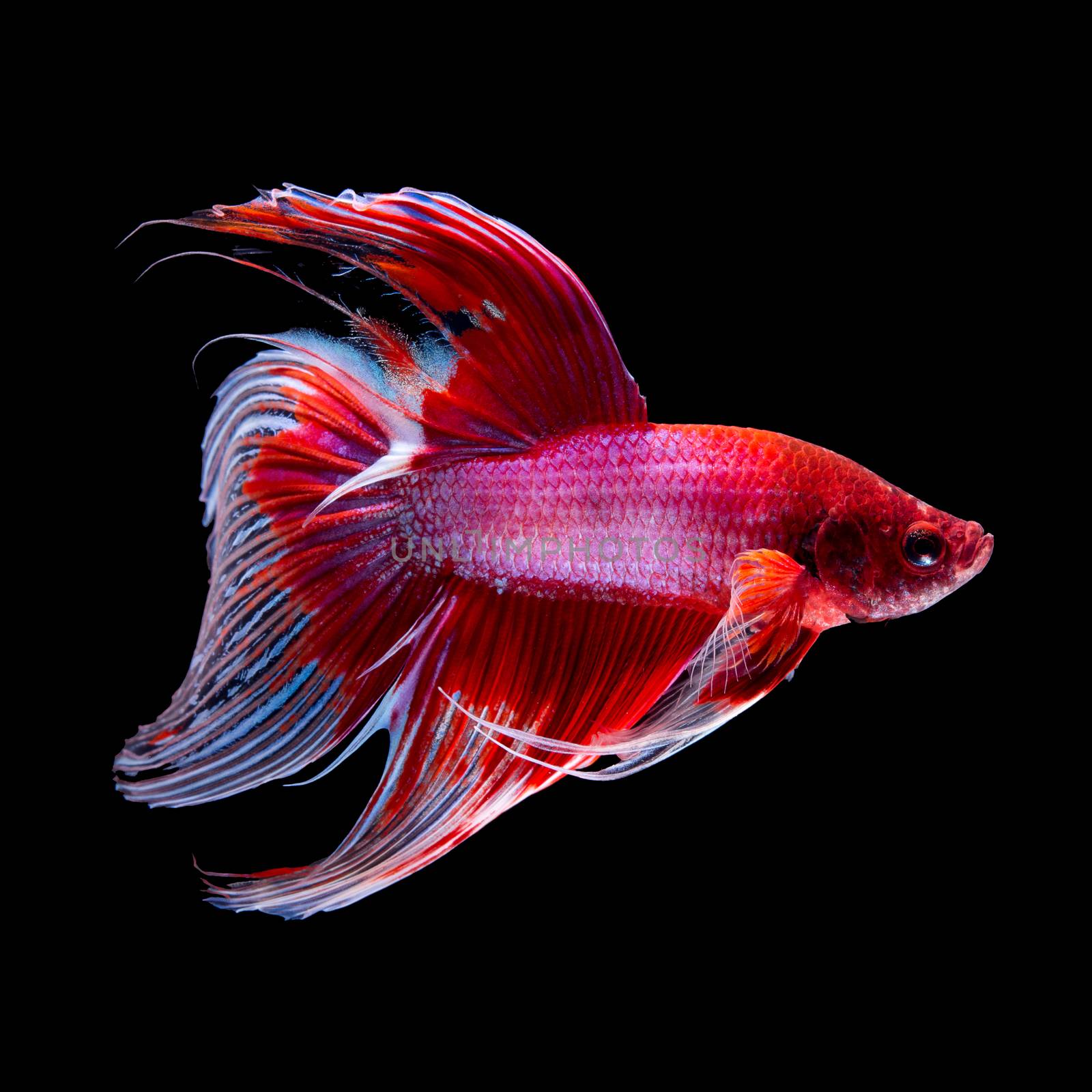 Red siamese fighting fish, betta fish, veil tail profile, on black background