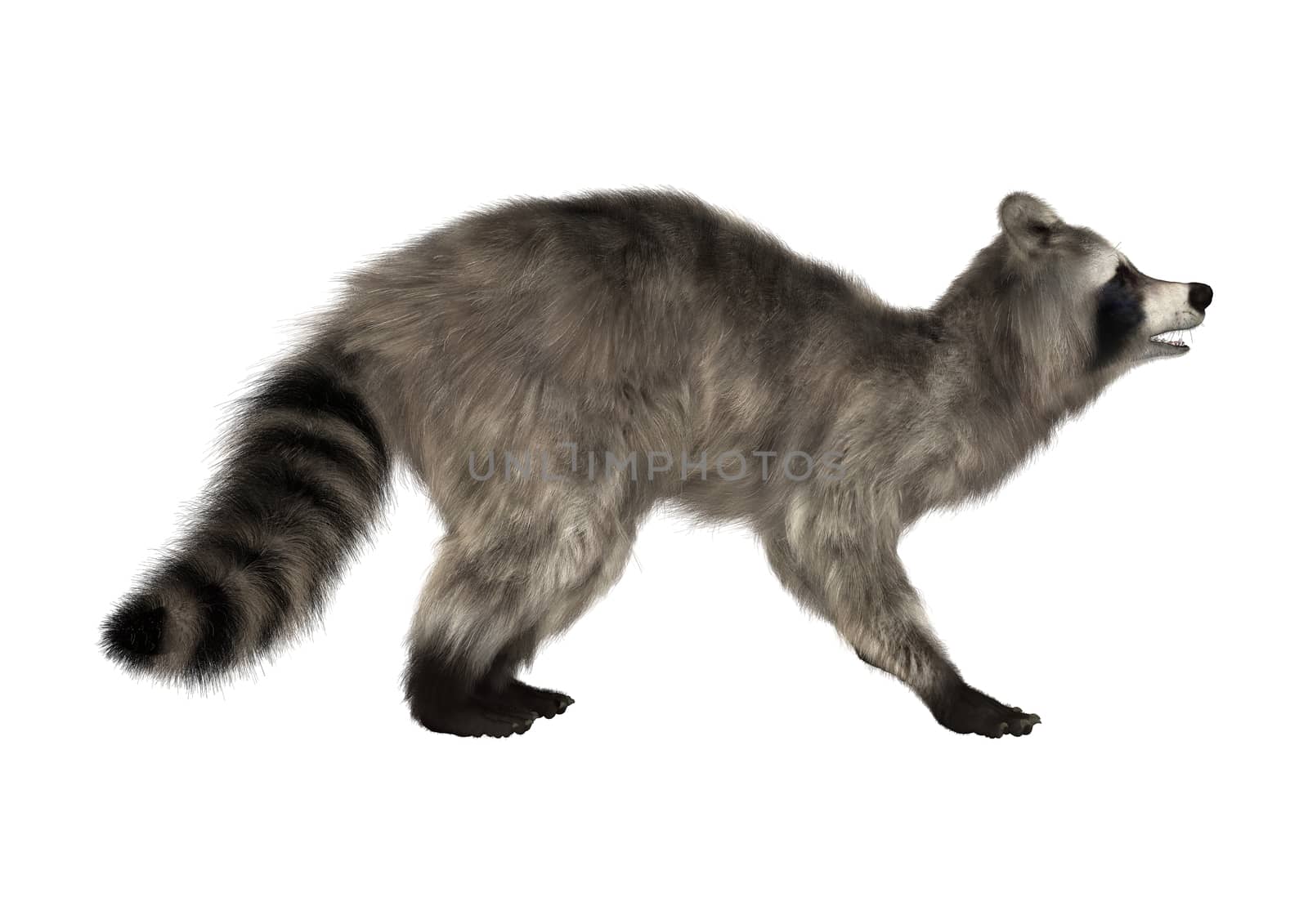 3D digital render of a raccoon iisolated on white background