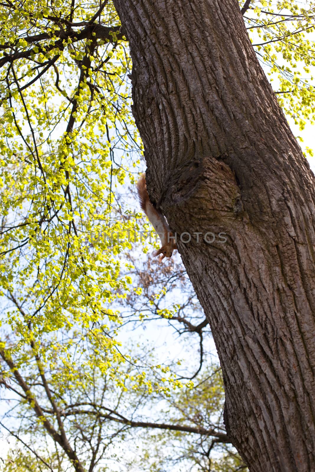 Small red squirrel on a grey big tree
