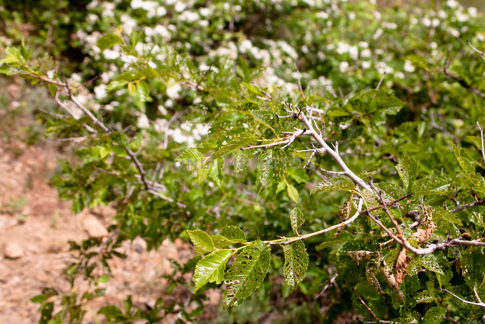 Green leaves with many holeson a bush
