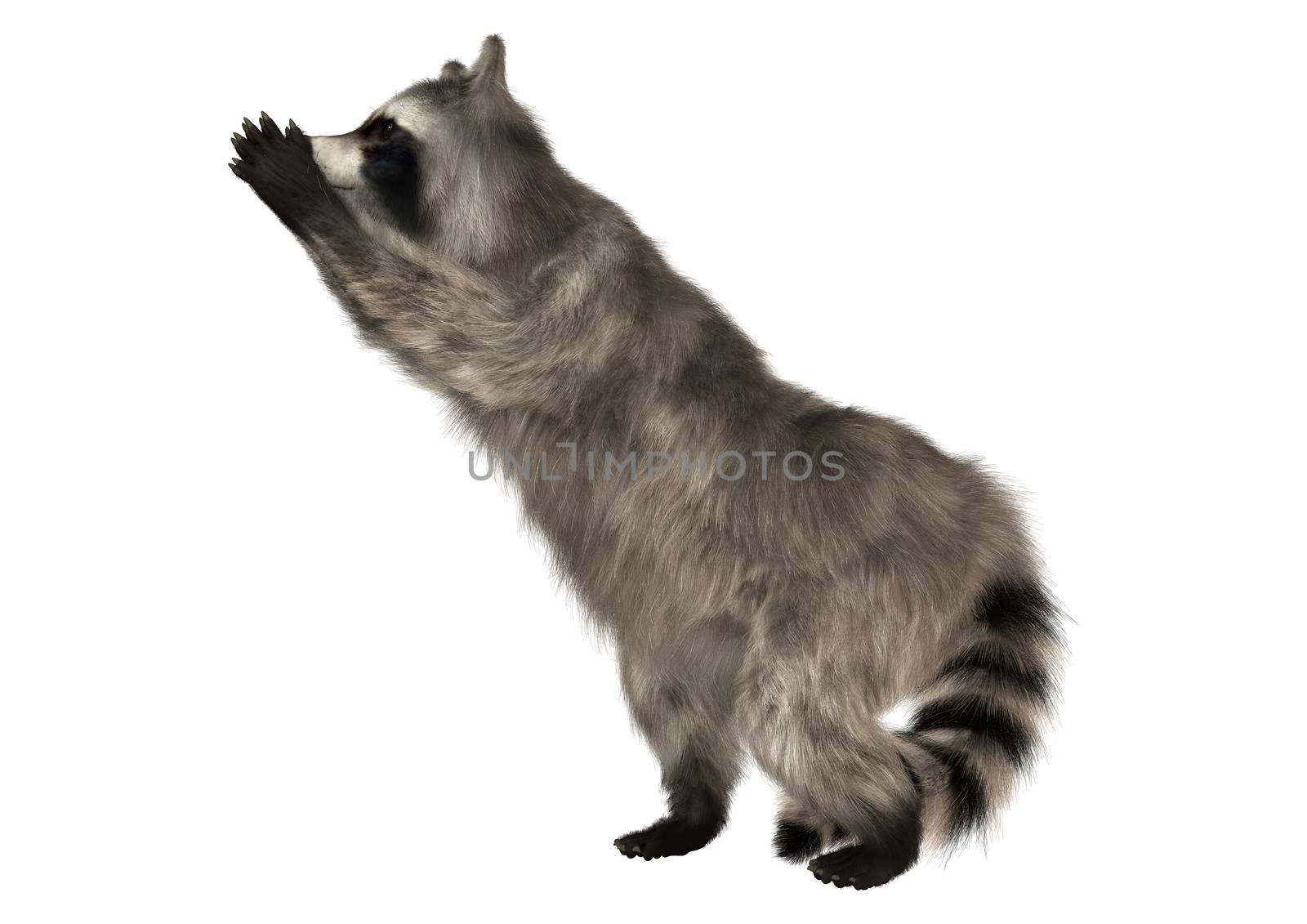 3D digital render of a raccoon iisolated on white background