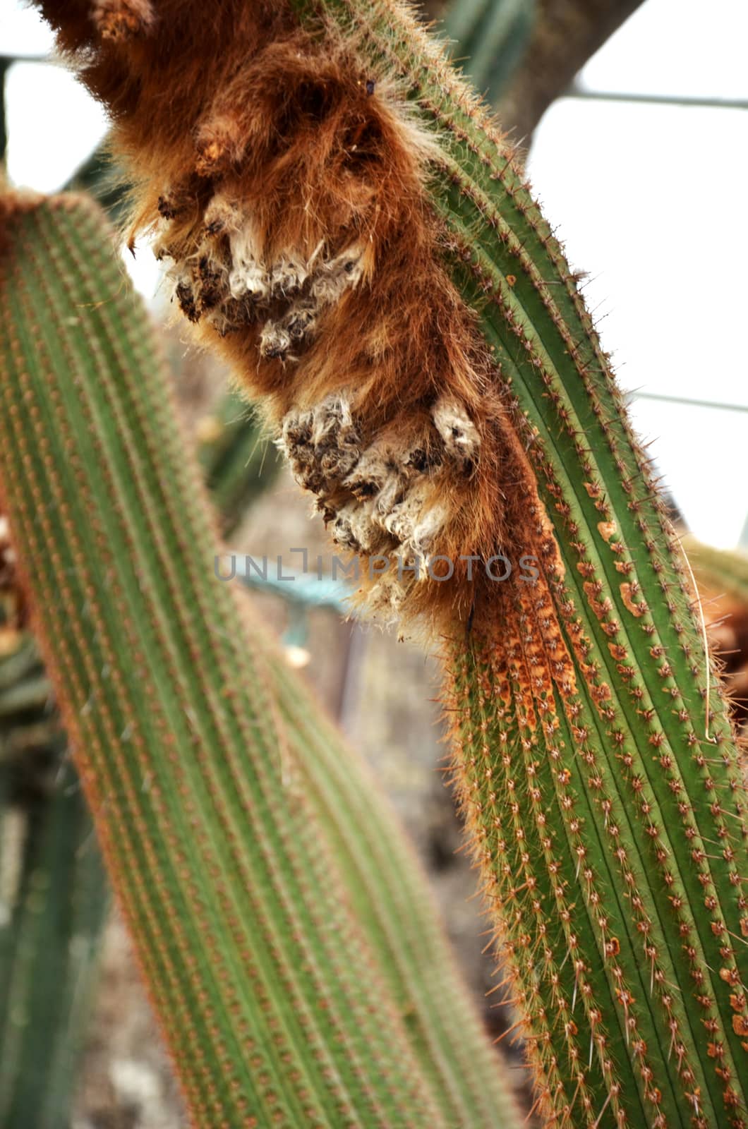 Wooly cactus by tang90246