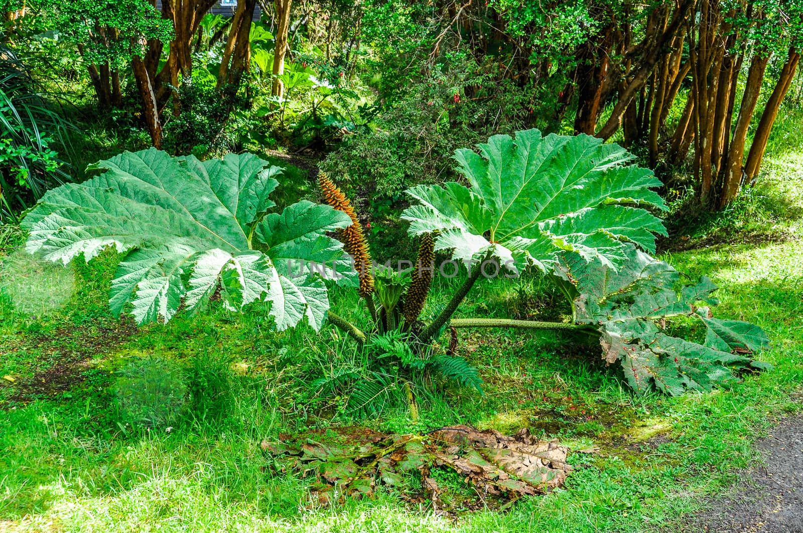 Giant leaves in the national park of Chiloe Island, Patagonia, Chile