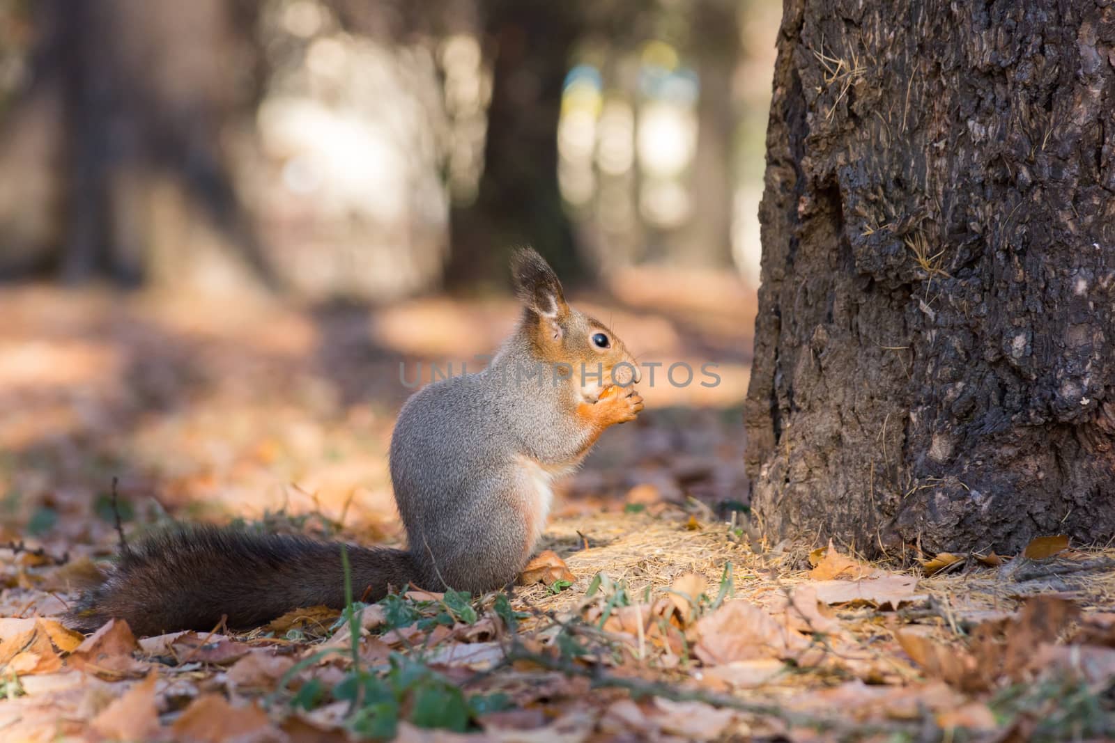 The photograph shows a squirrel in autumn leaves