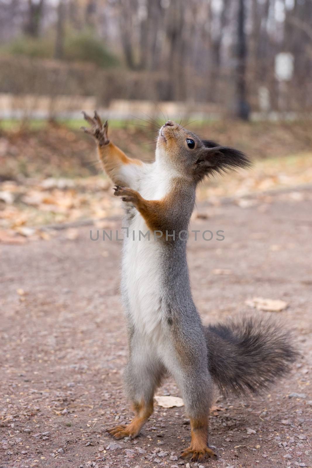 The photograph shows a squirrel Artist