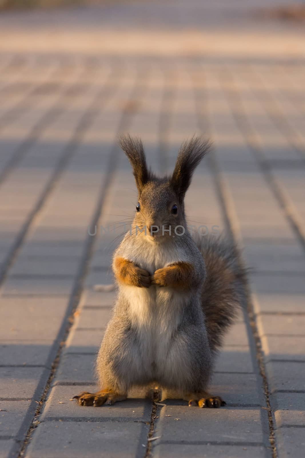 Squirrel by AlexBush