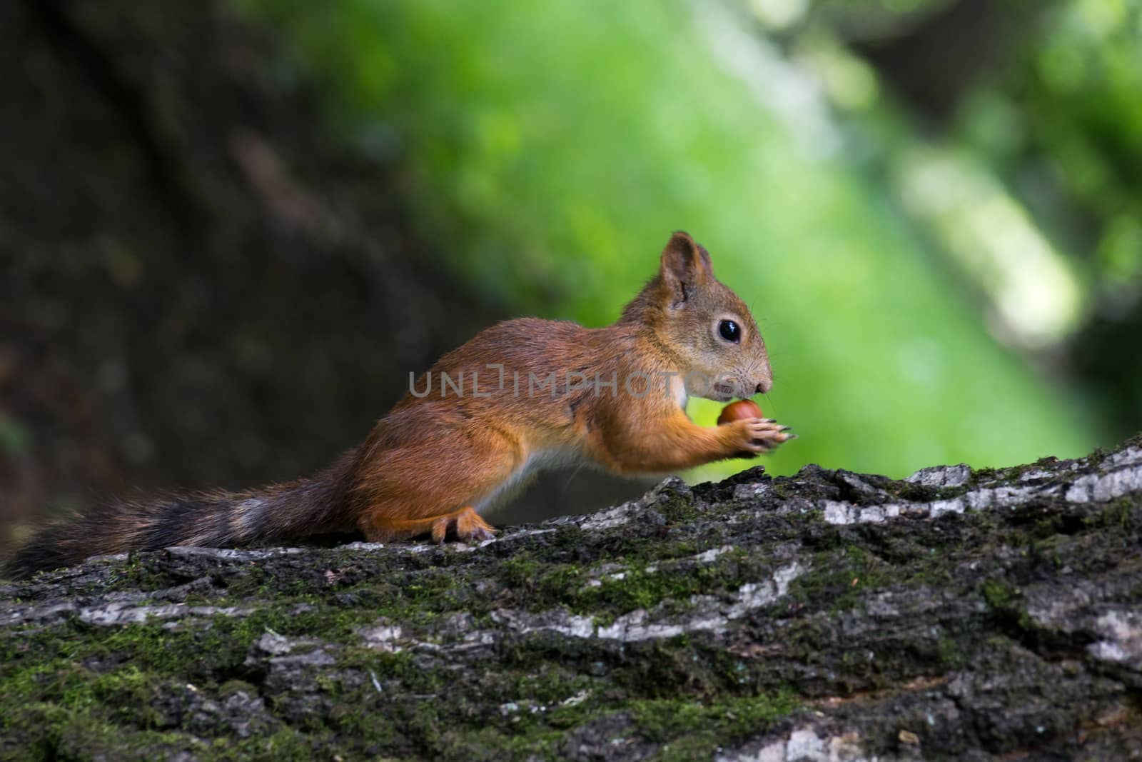 The photo shows a squirrel that sits and waits nut.