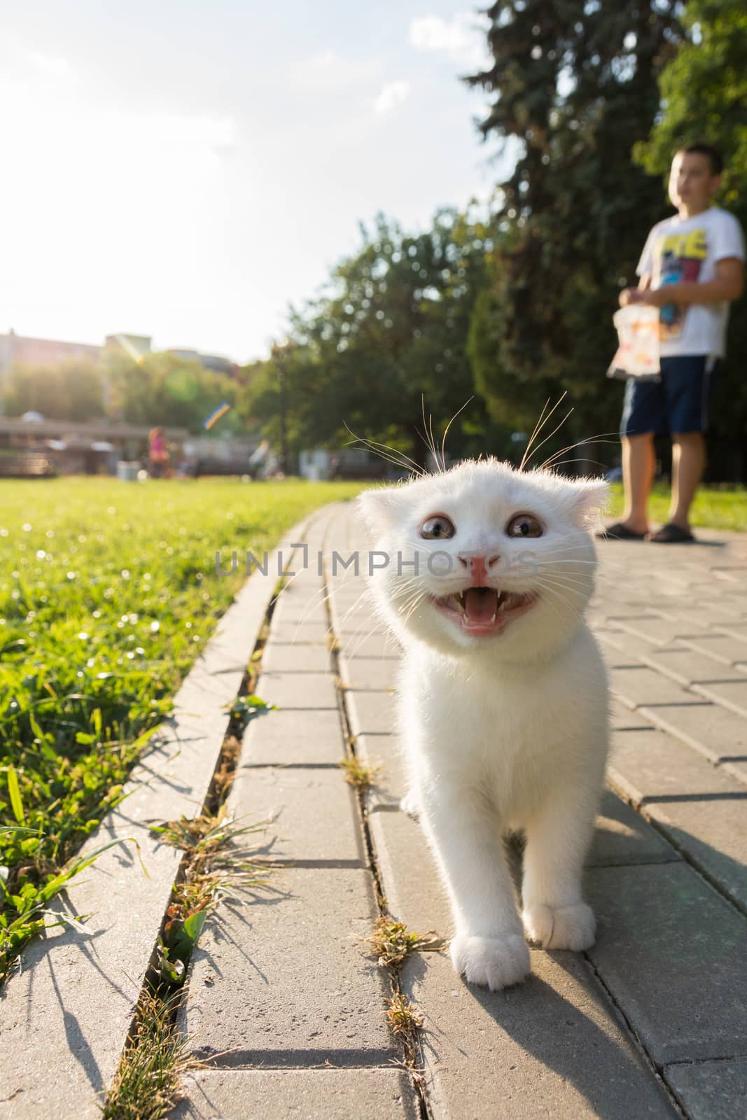 Kitten walks in the Izmailovo Park. He walks with a smile on the pavement.