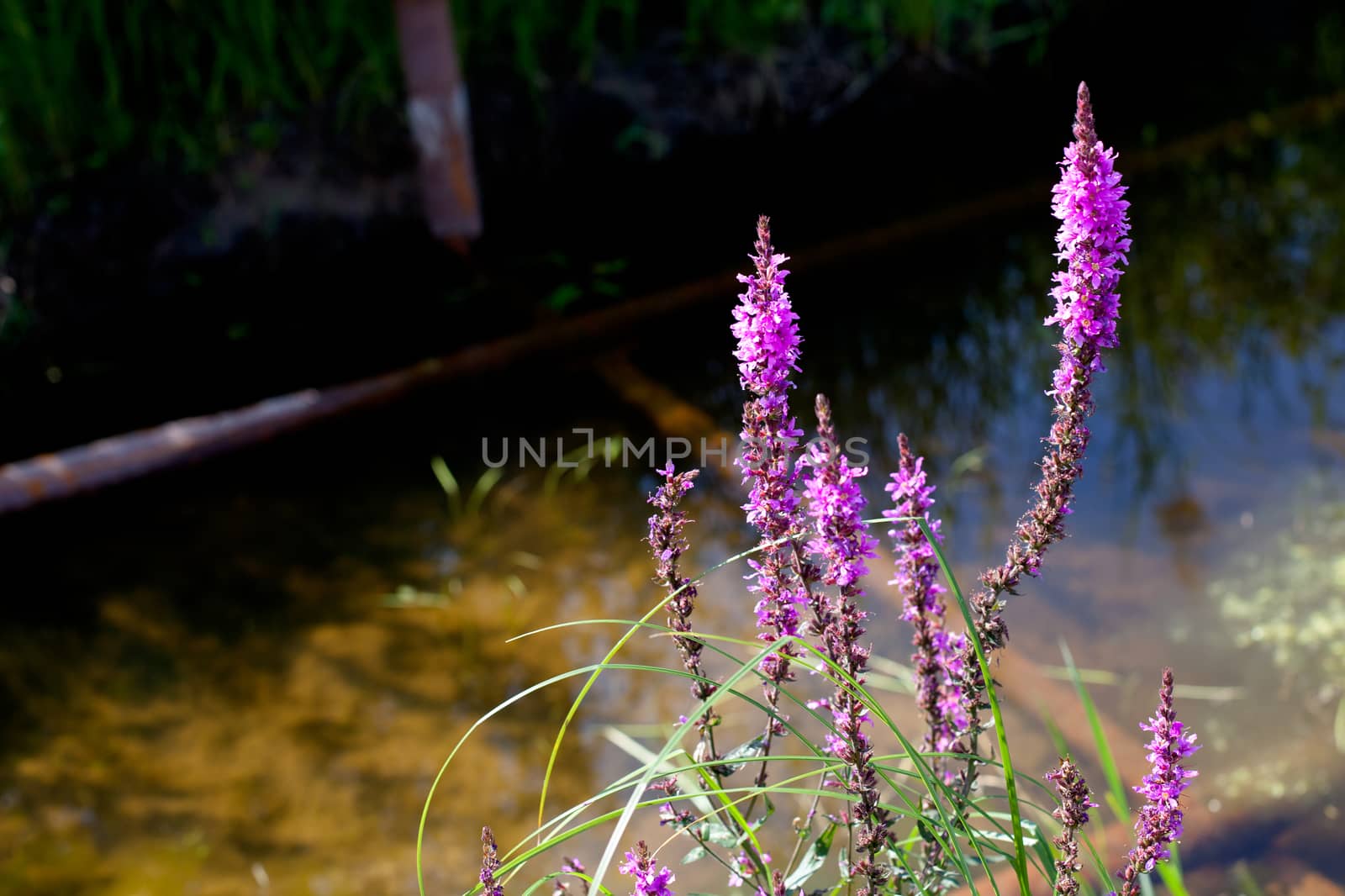 Lilac wildflowers in front of water in sunny day
