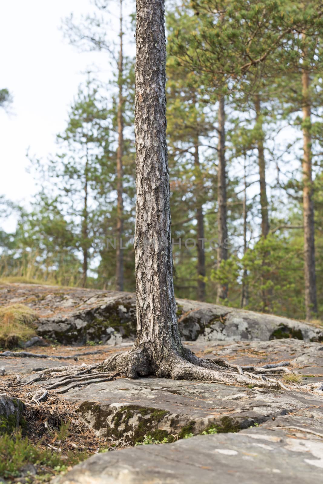 Pine Tree Growing on Rock with plenty of pines in the background.